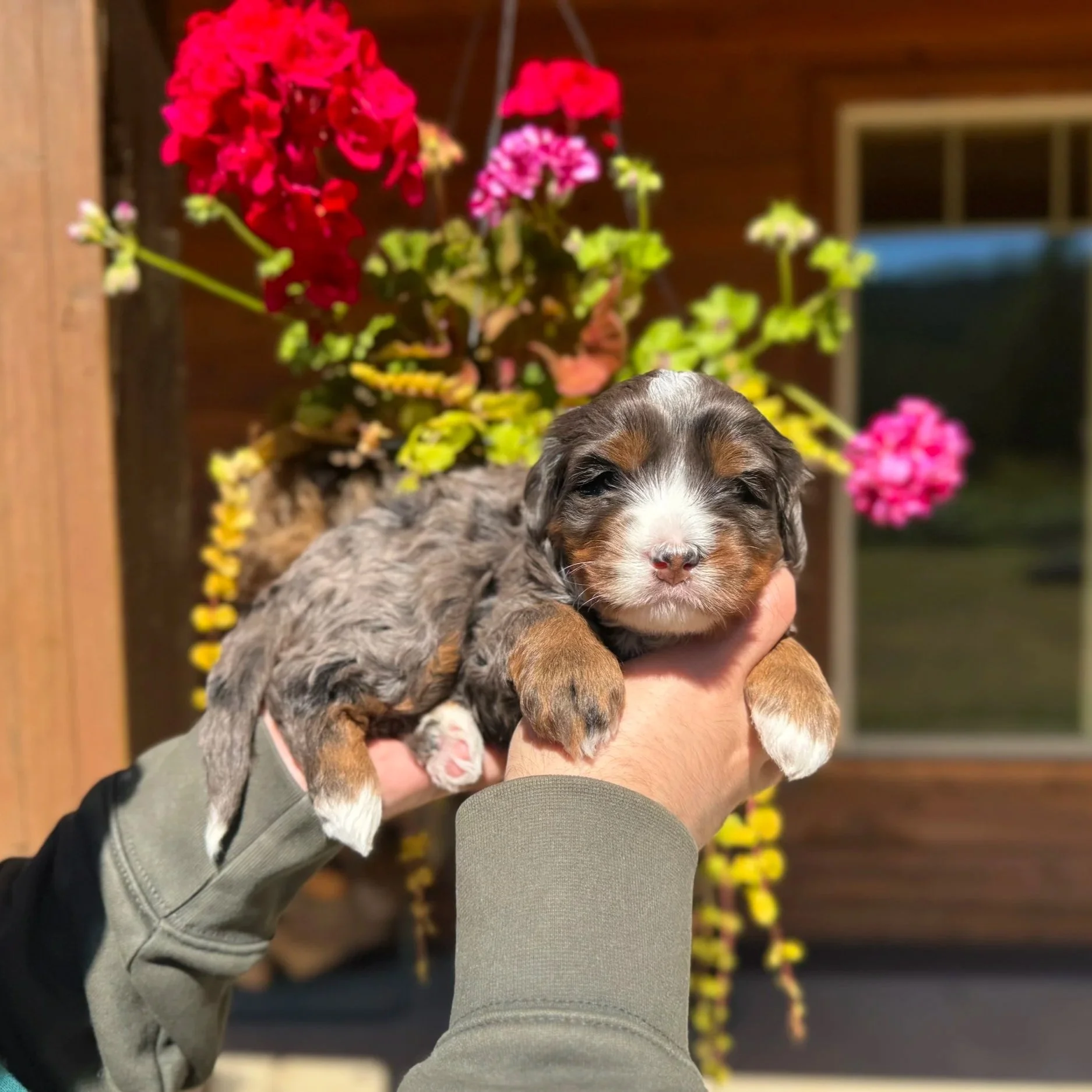 Blue Skye Doodles | Bernedoodles | Australian Mountain Doodles | Aussie Bernedoodles