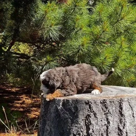 Blue Skye Doodles | Bernedoodles | Australian Mountain Doodles | Aussie Bernedoodles