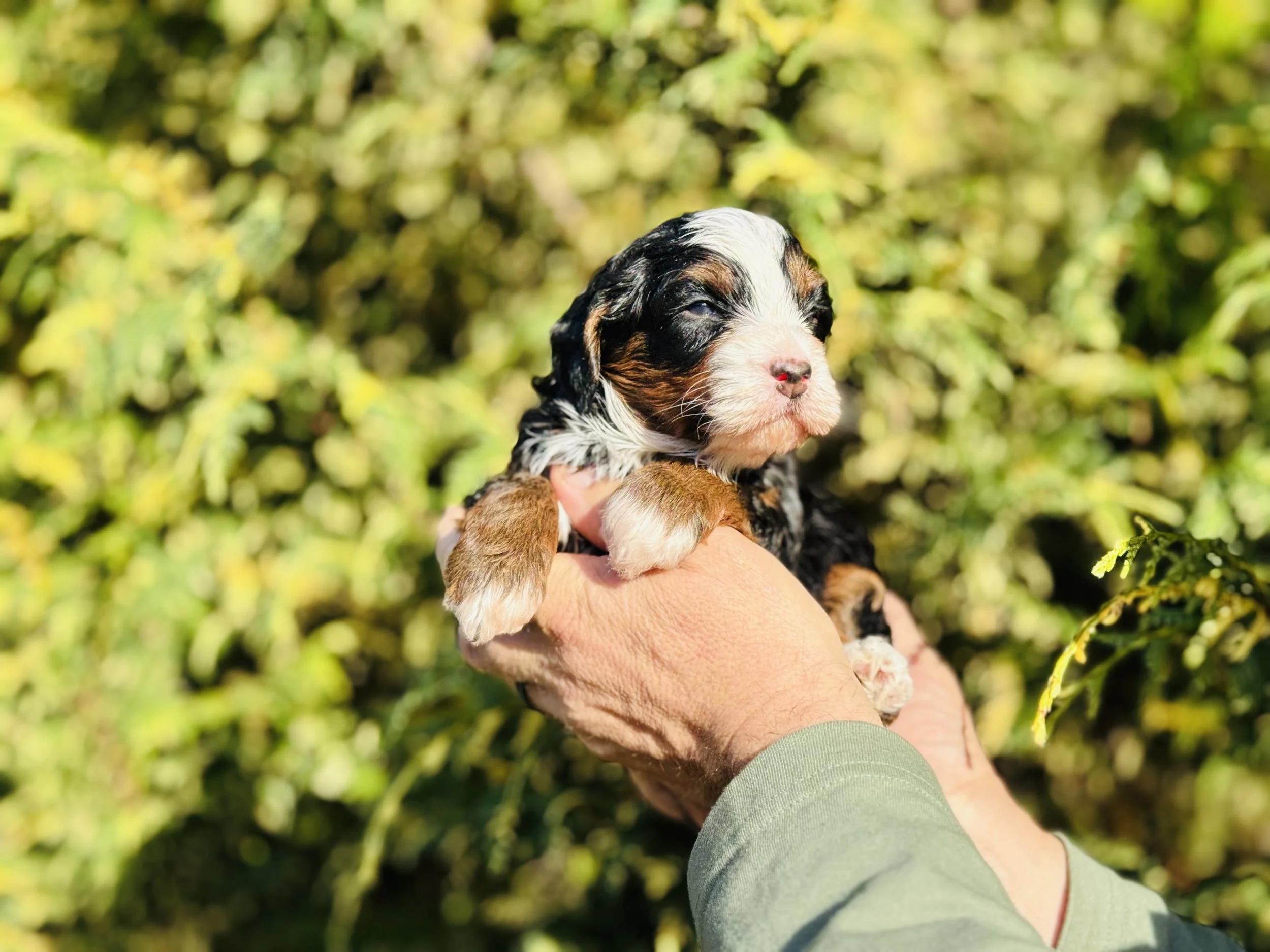 black tricolor aussie mountain doodle puppy