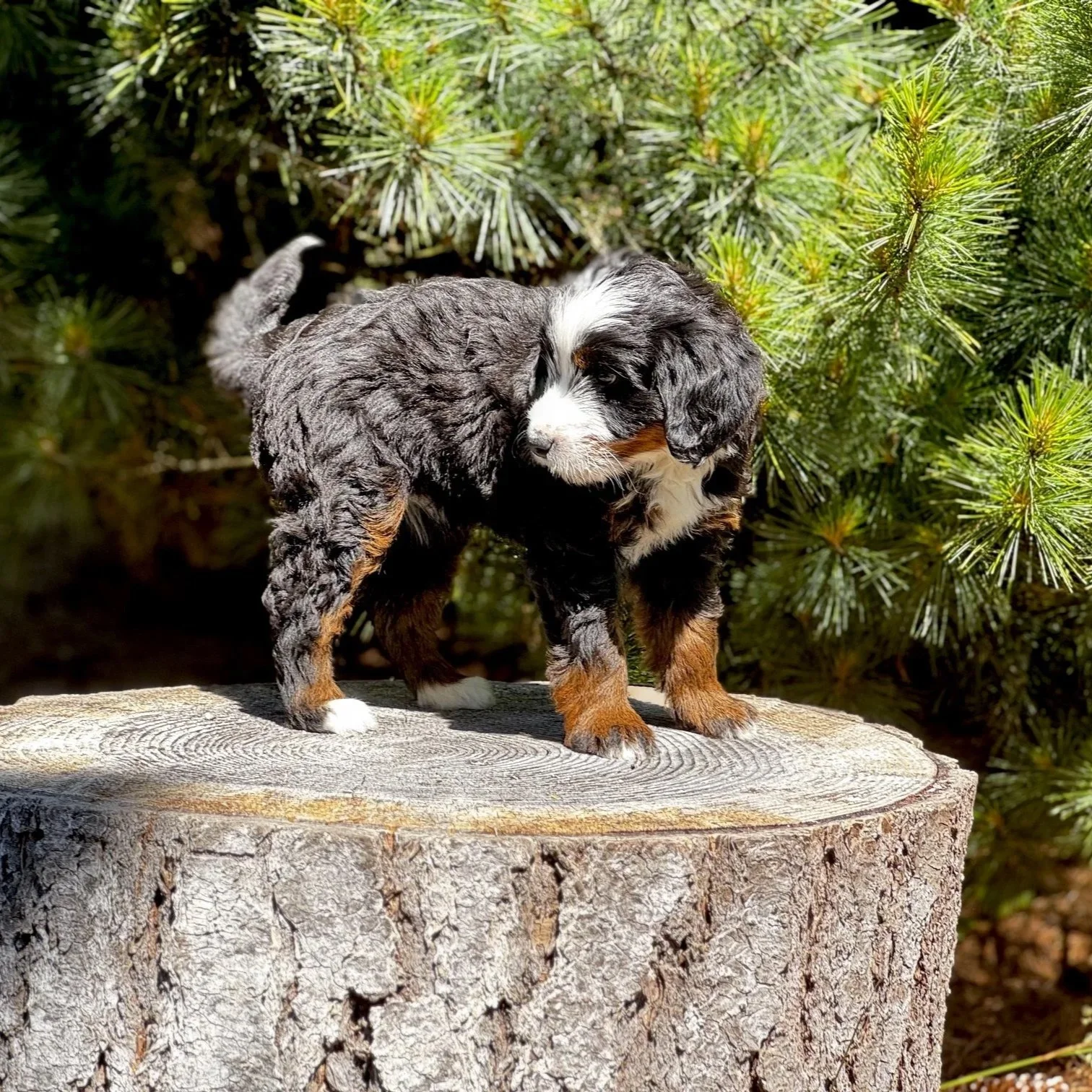 Blue Skye Doodles | Bernedoodles | Aussie Bernedoodles | Australian Mountain Doodles