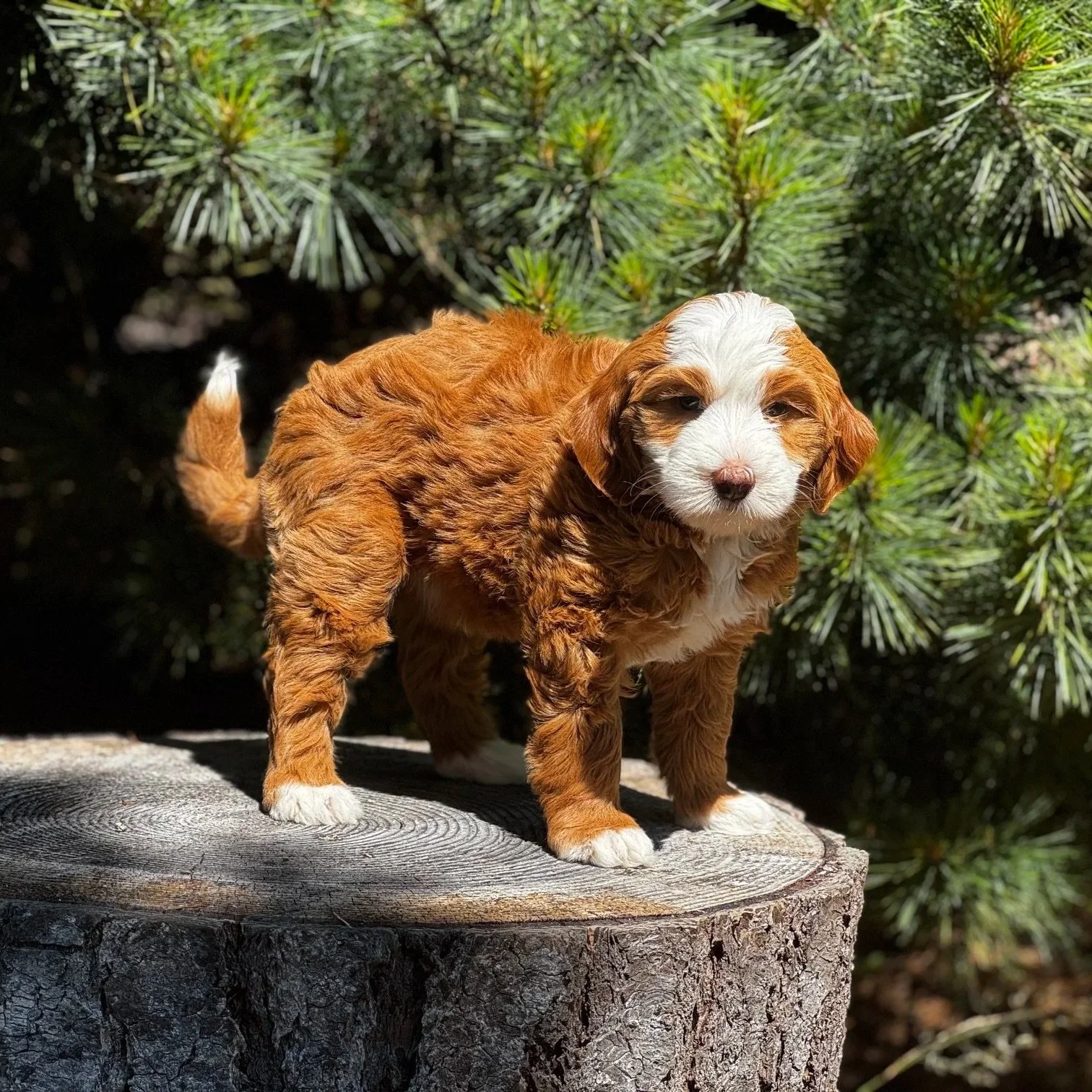 Blue Skye Doodles | Bernedoodles | Australian Mountain Doodles | Aussie Bernedoodles
