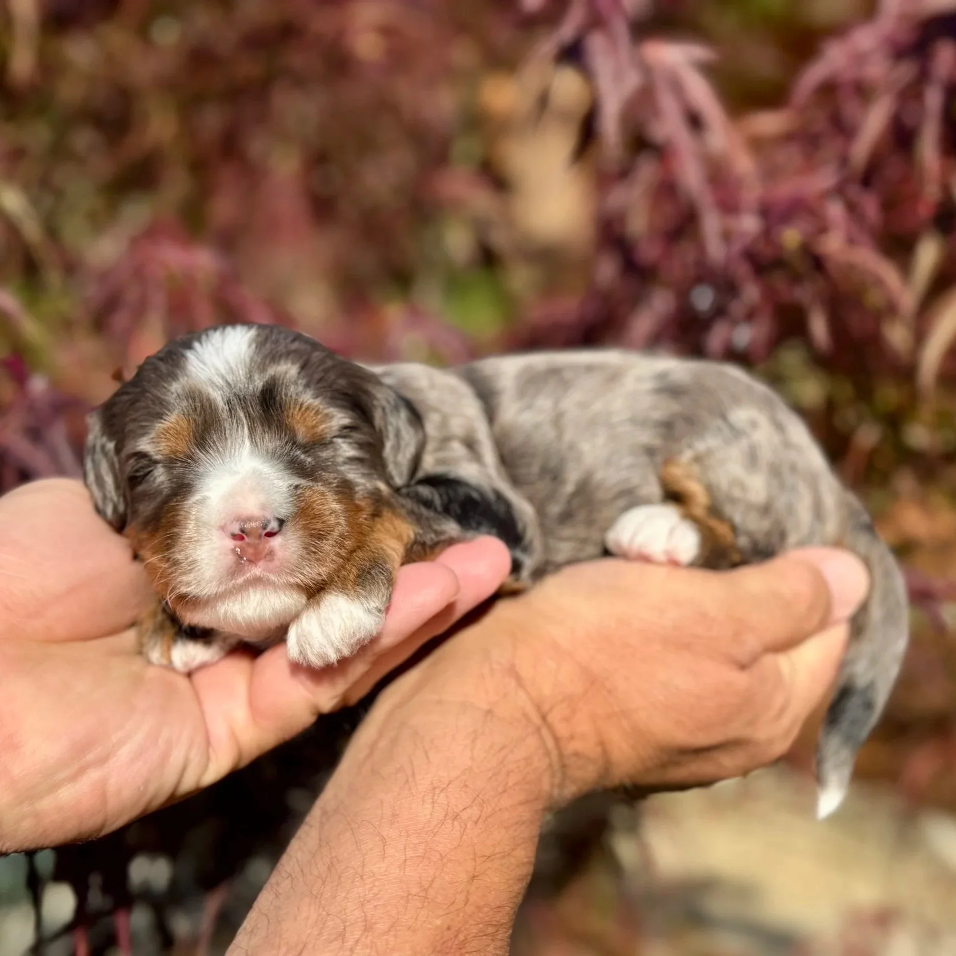 Blue Skye Doodles | Bernedoodles | Australian Mountain Doodles | Aussie Bernedoodles