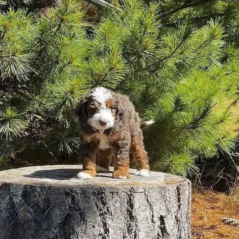 Blue Skye Doodles | Bernedoodles | Australian Mountain Doodles | Aussie Bernedoodles