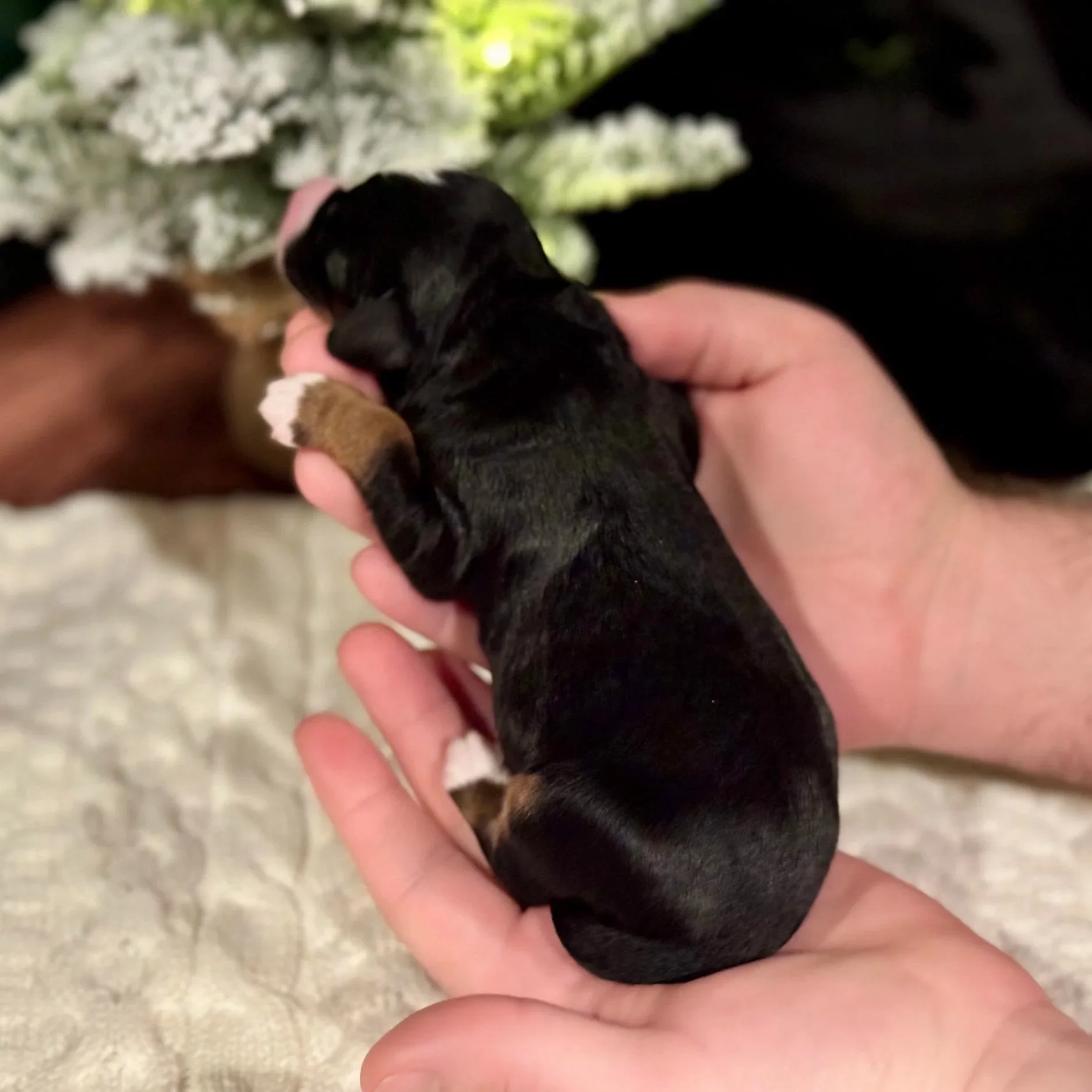 Black tri Australian Mountain doodle newborn puppy on a cream blanket