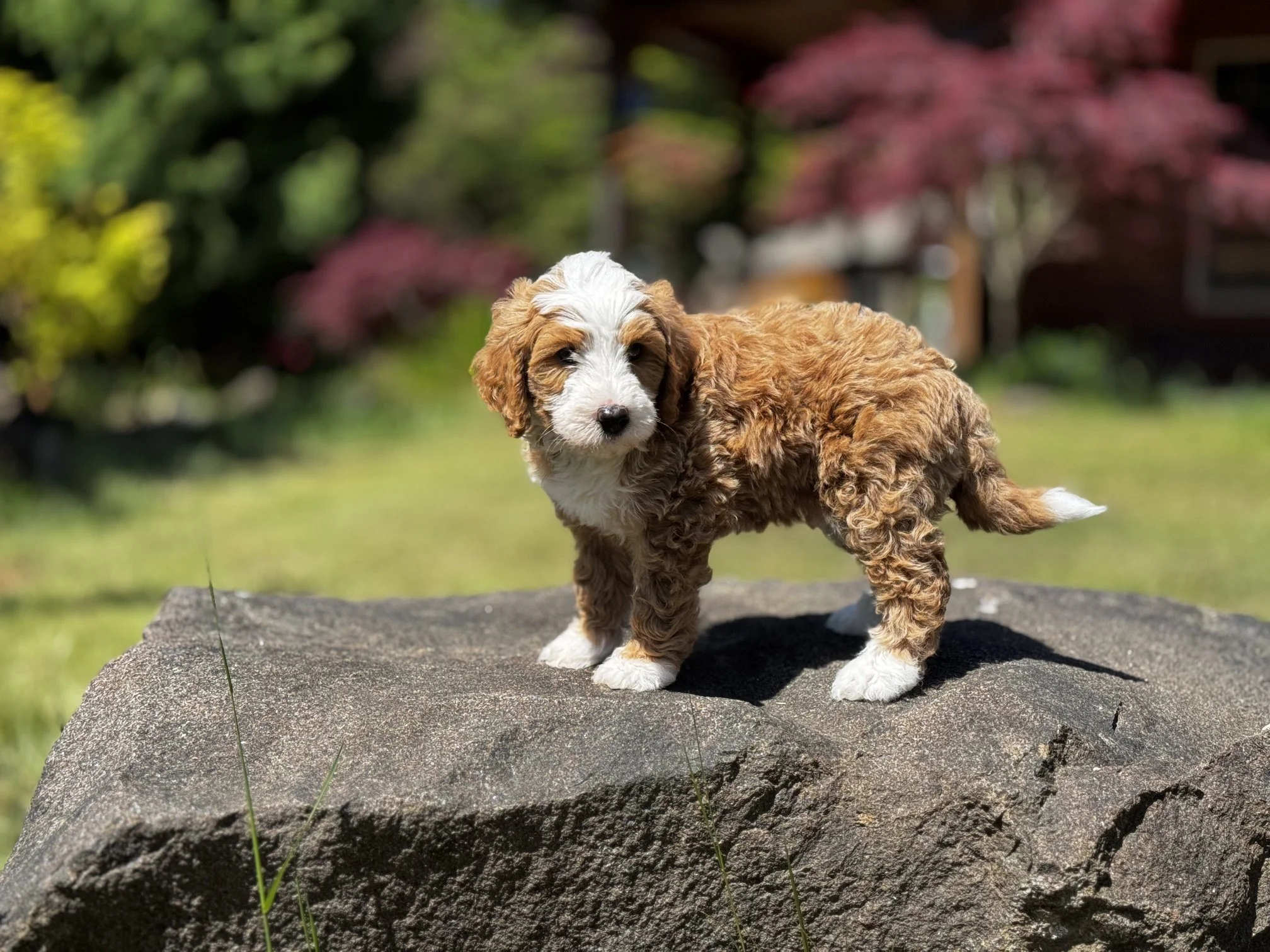 Red Tuxedo Aussie Bernedoodle