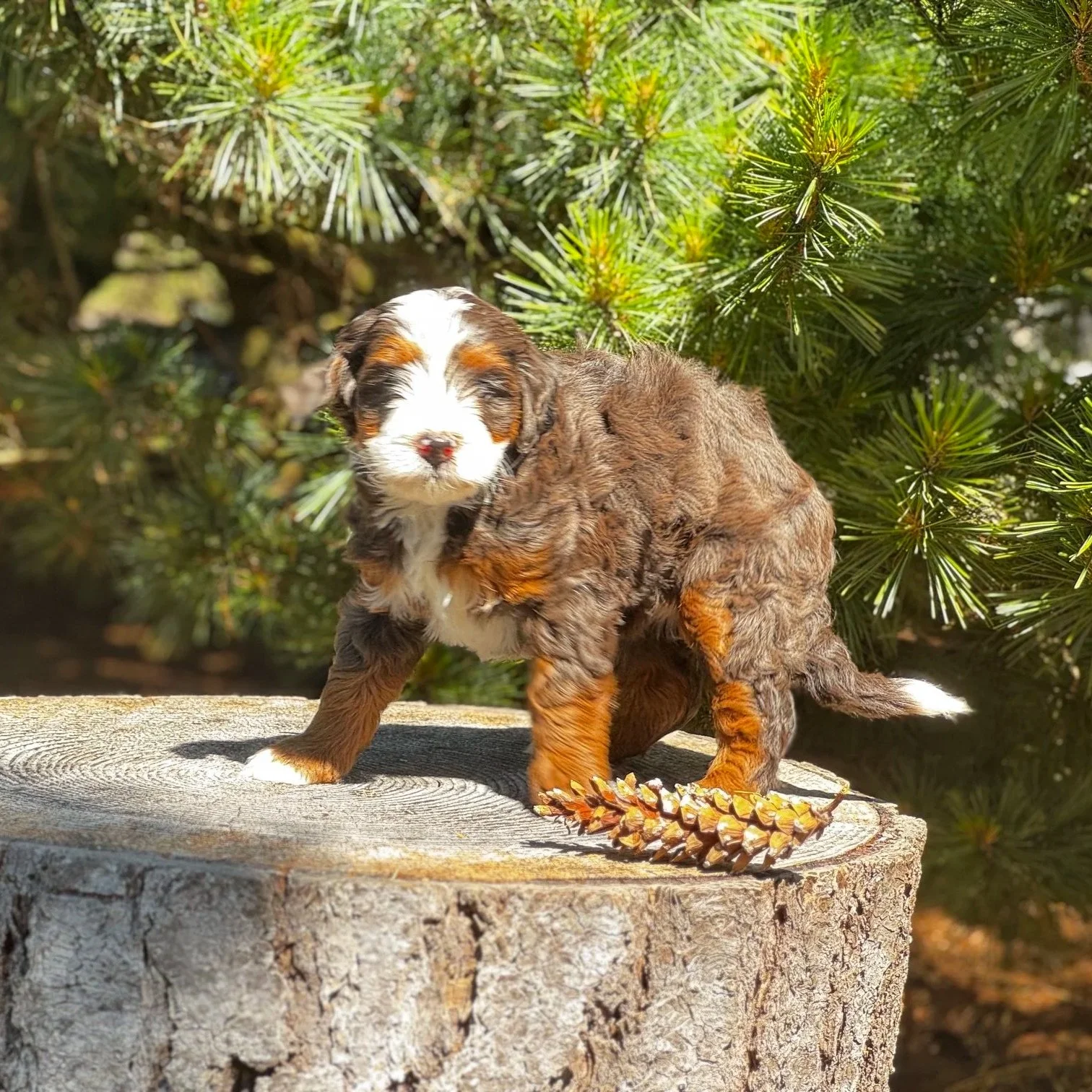 Merle Aussie Bernedoodle Puppy
