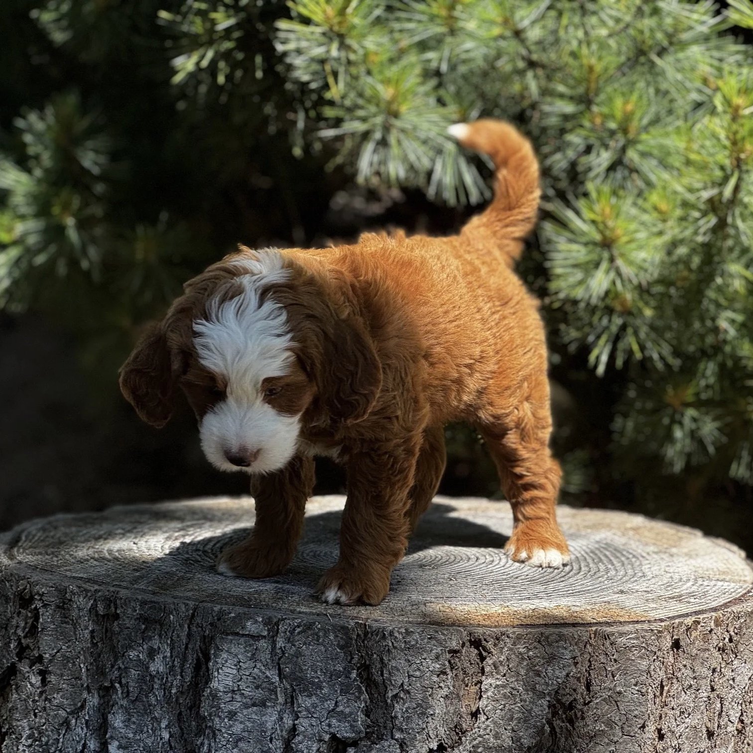 Blue Skye Doodles | Bernedoodles | Australian Mountain Doodles | Aussie Bernedoodles