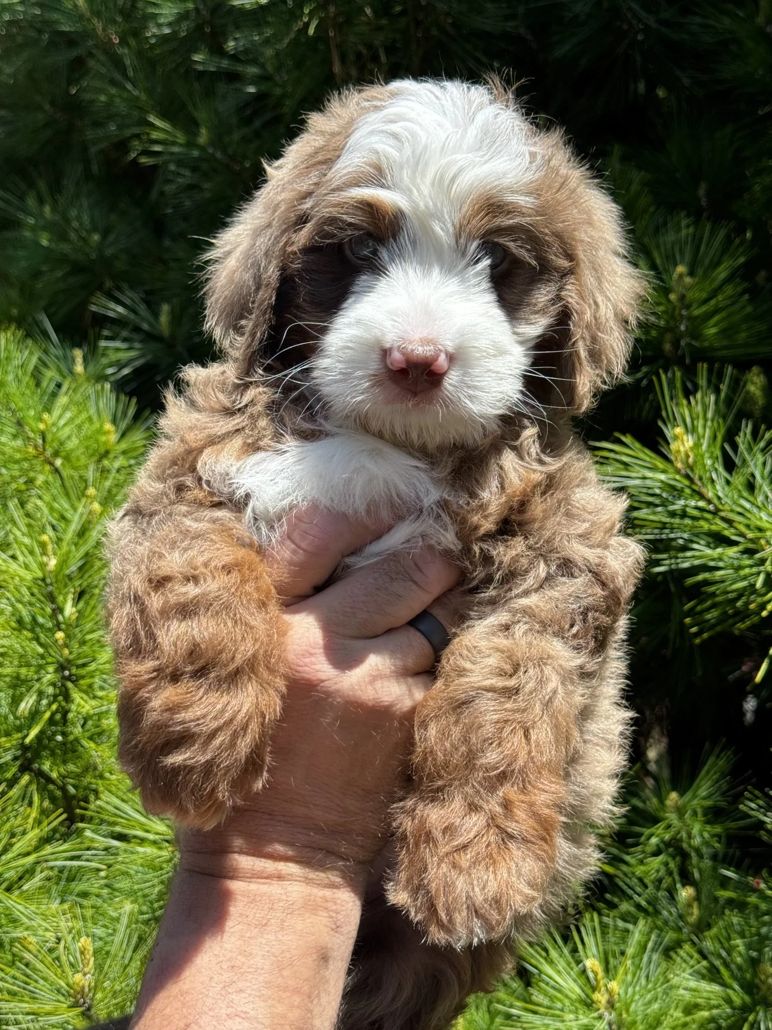 Blue Skye Doodles | Bernedoodles & Aussie Bernedoodles | Mini Chocolate Merle Tri Australian Mountain Doodle