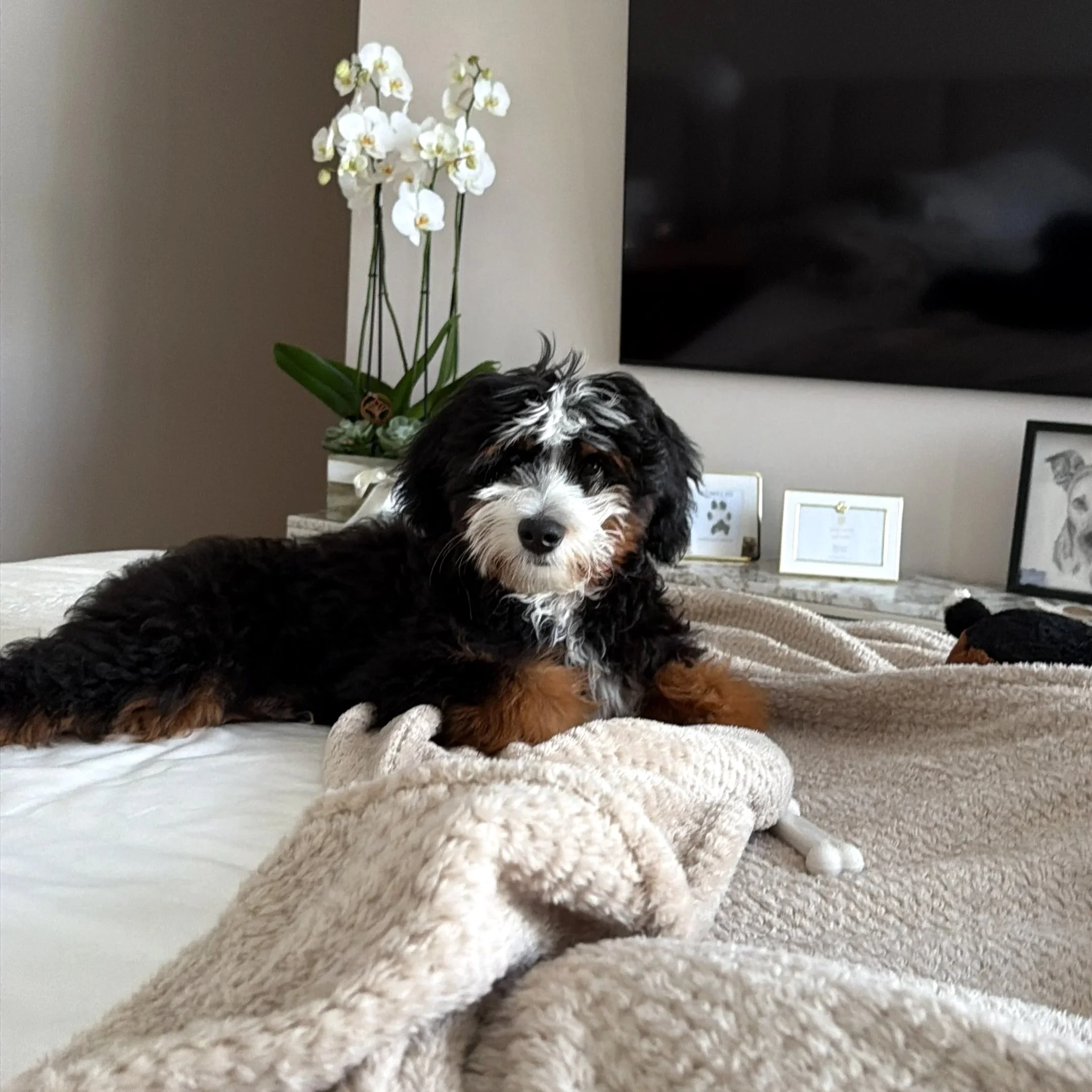 black tri aussie bernedoodle puppy