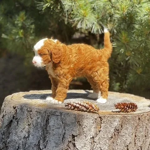 Blue Skye Doodles | Bernedoodles | Australian Mountain Doodles | Aussie Bernedoodles