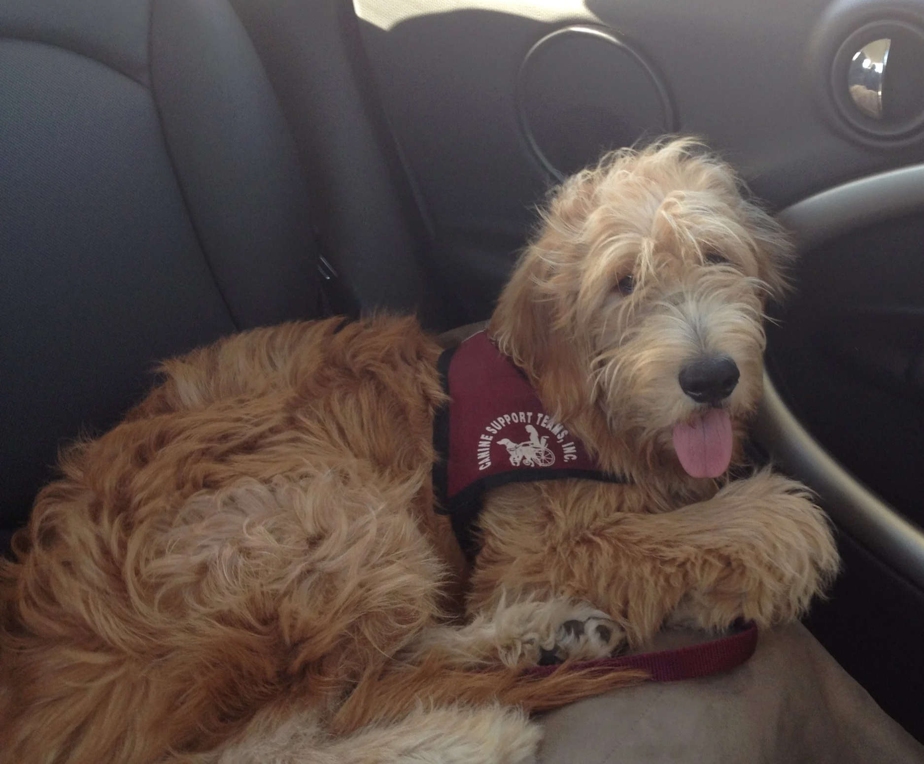 A tan, shaggy-coated dog with floppy ears and a black nose, sitting on a car seat with its tongue out. The dog is wearing a maroon harness with white text and logo.