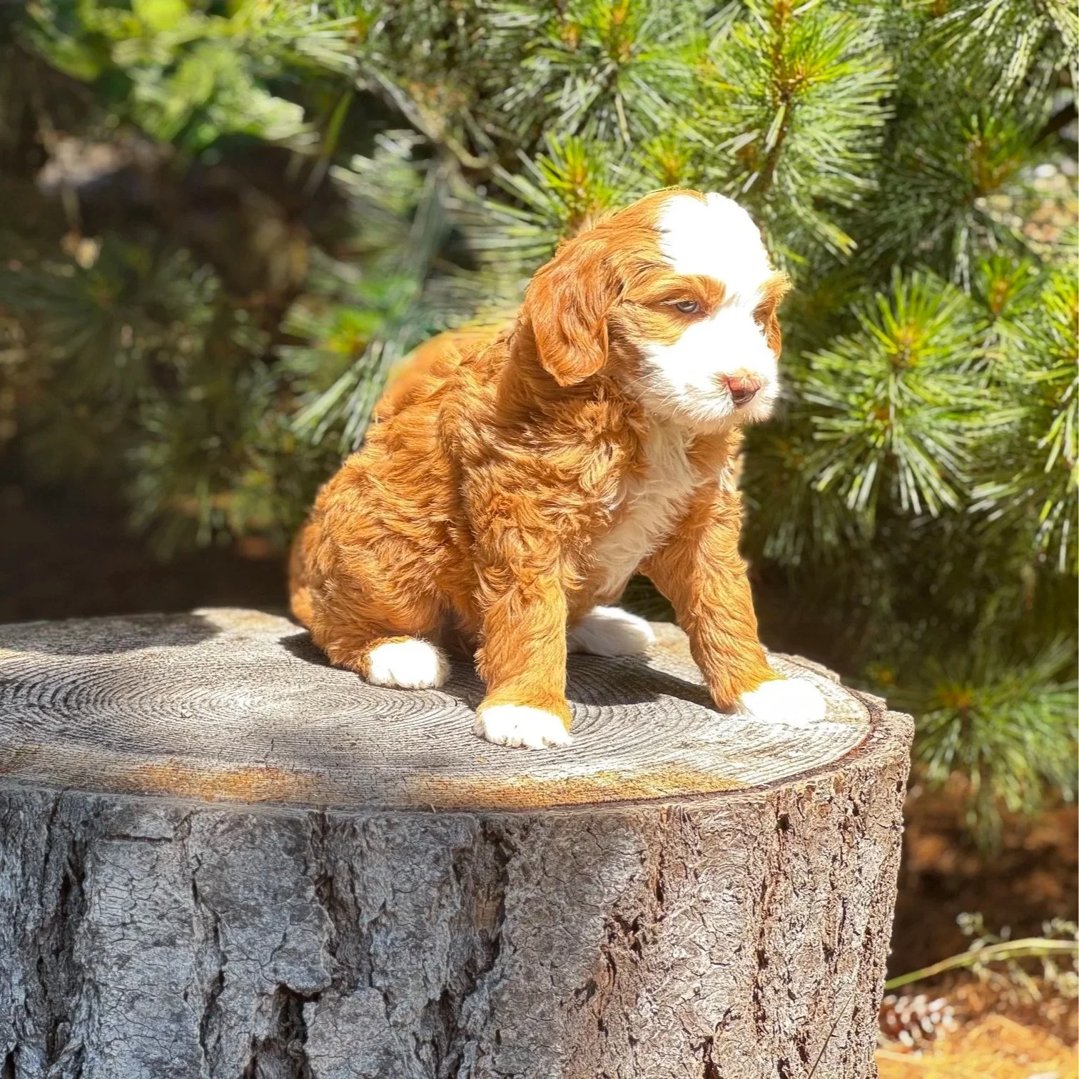 Blue Skye Doodles | Bernedoodles | Aussie Bernedoodles | Australian Mountain Doodles