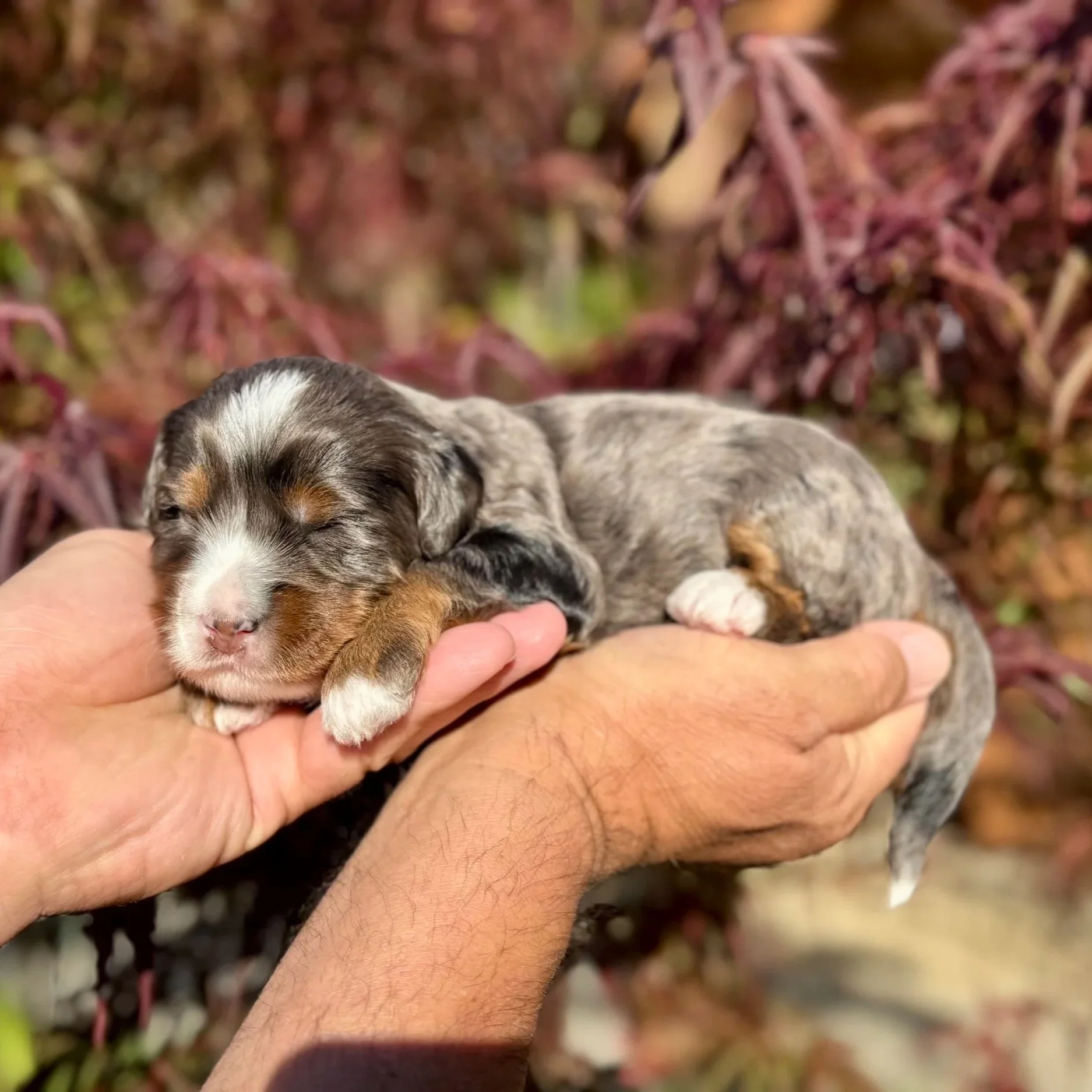 Blue Skye Doodles | Bernedoodles | Australian Mountain Doodles | Aussie Bernedoodles