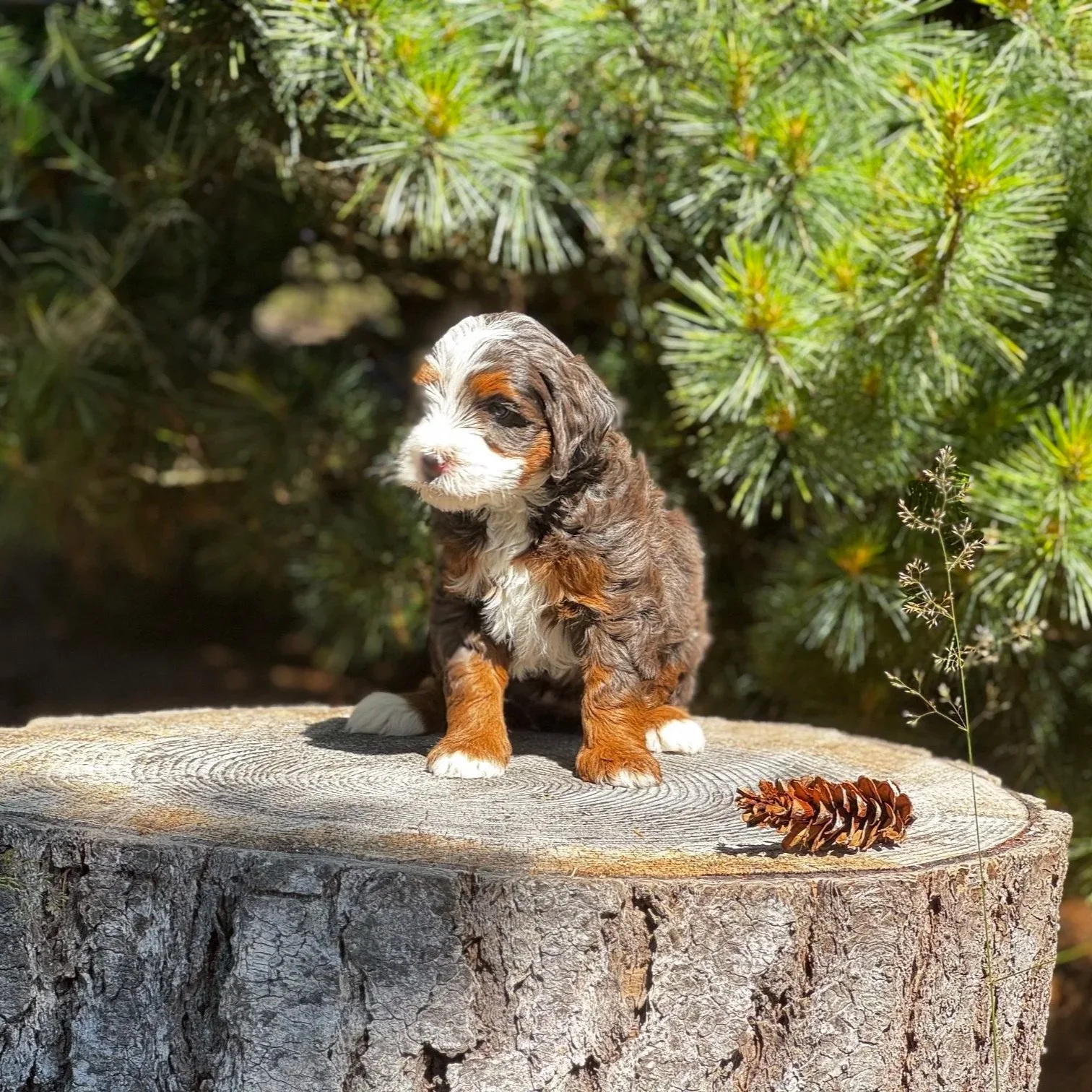 Merle puppy with lots of copper and a white face sitting on a log