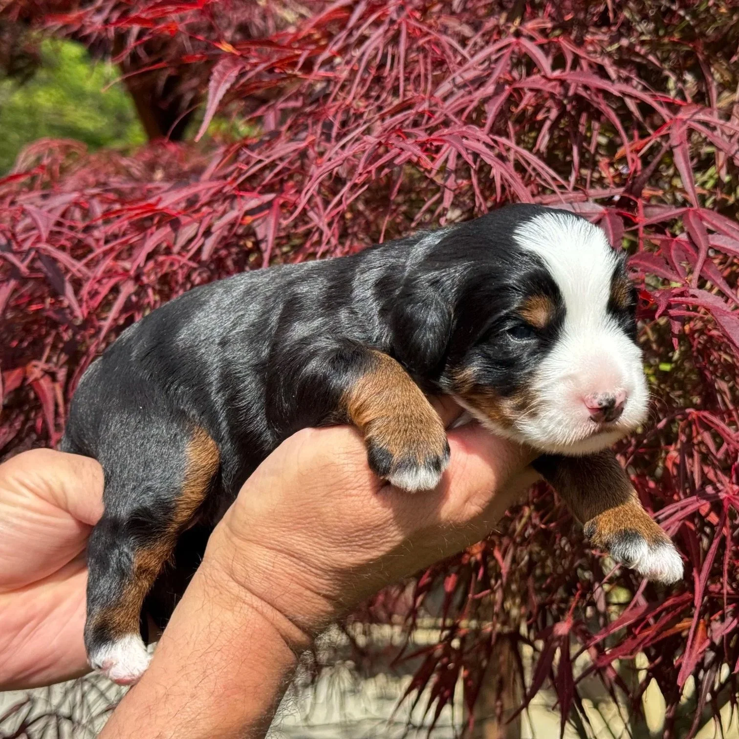 Blue Skye Doodles | Bernedoodles | Aussie Bernedoodles | Australian Mountain Doodles