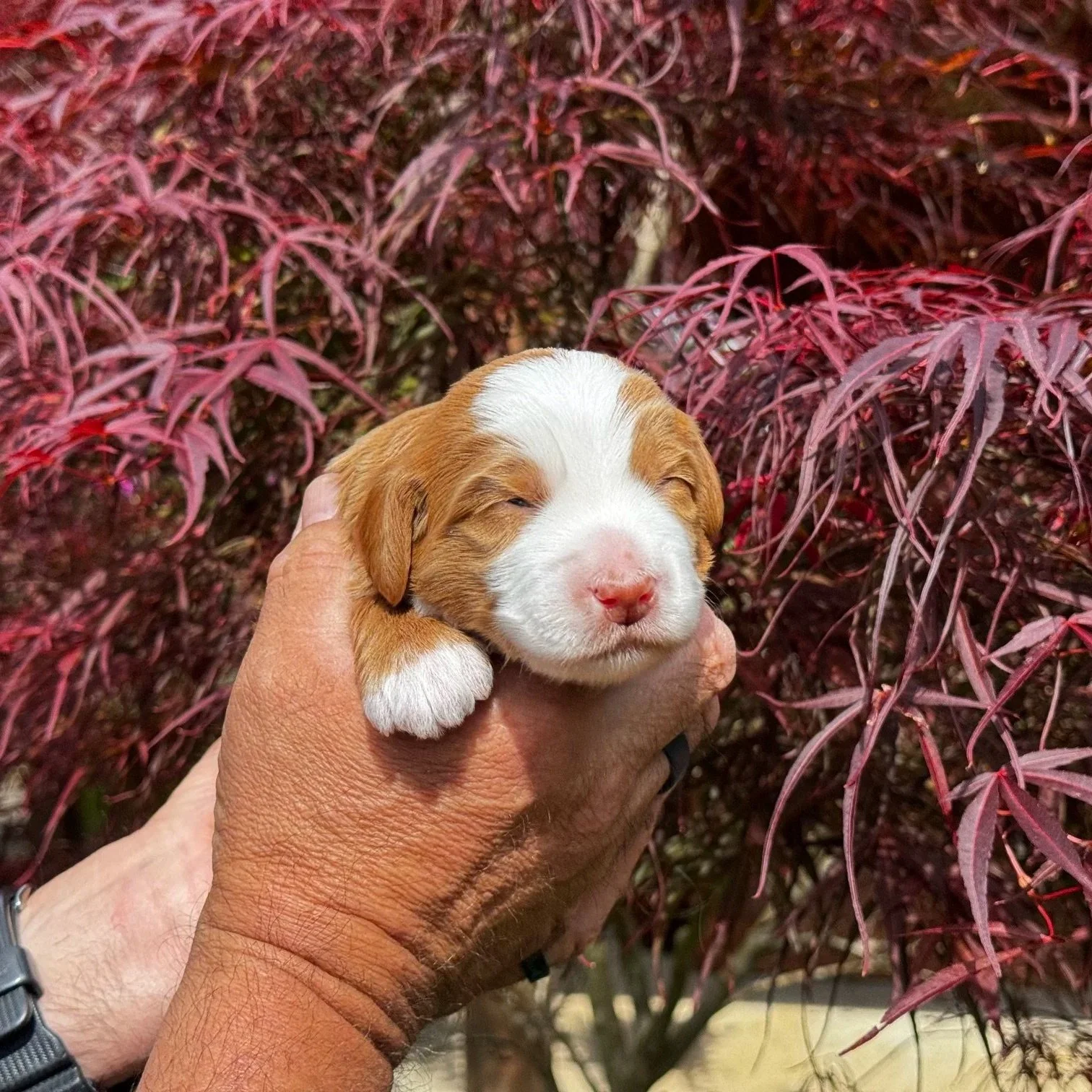 Mini Bernedoodle