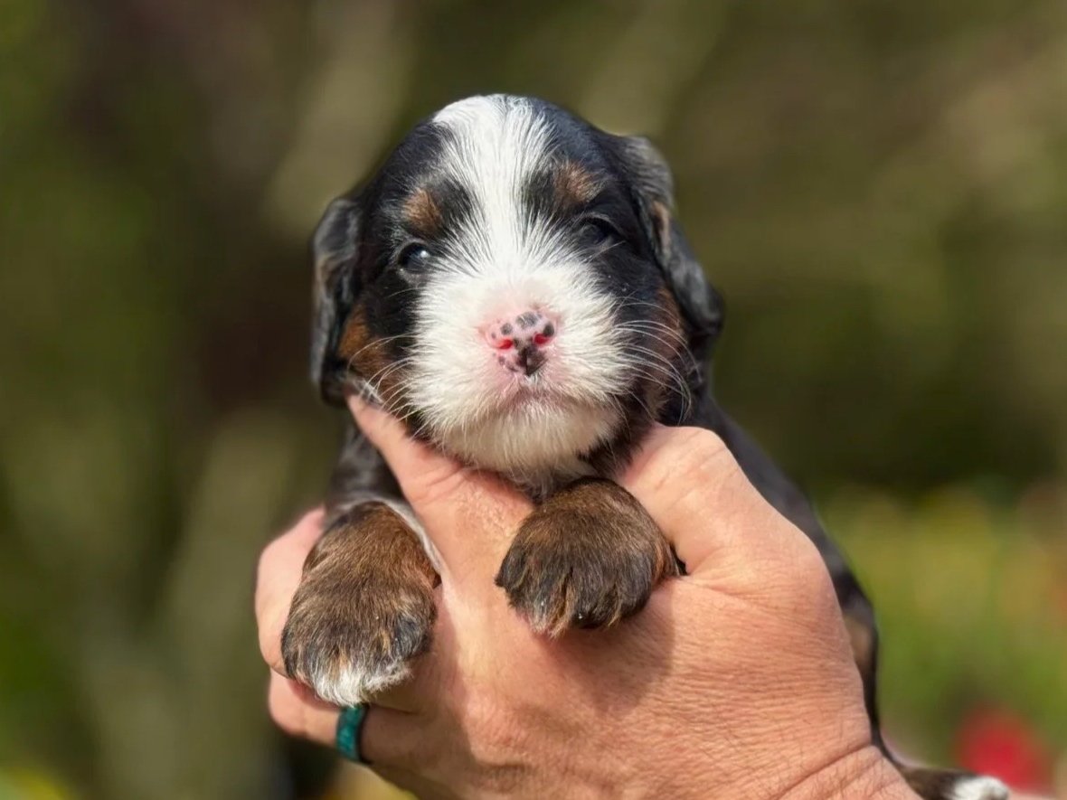 Black Tri Aussie Mountain Doodle