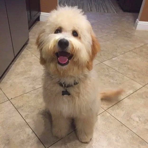 Blue Skye Doodles | Bernedoodles & Australian Mountain Doodles | Aussiedoodle 2016