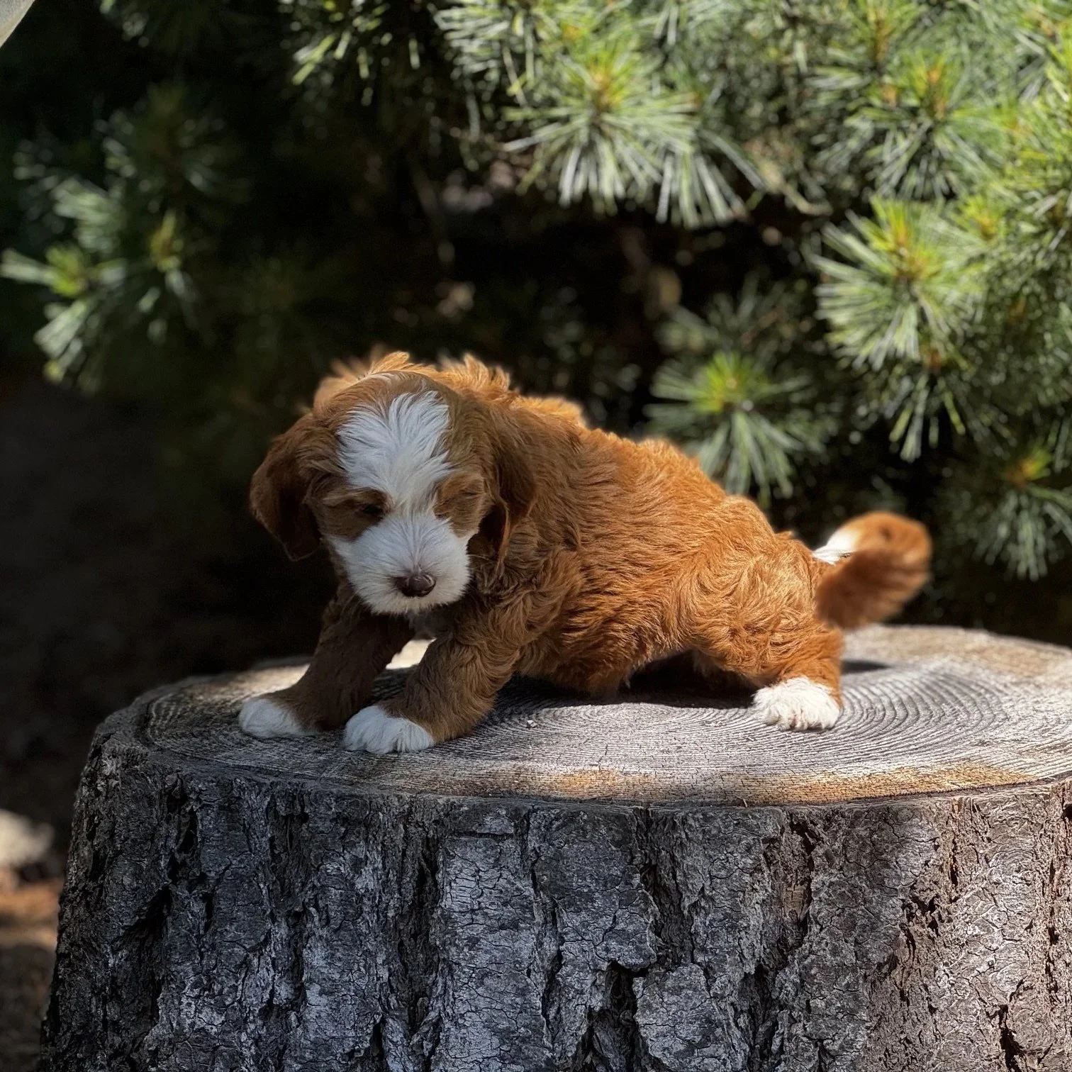 Blue Skye Doodles | Bernedoodles | Aussie Bernedoodles | Australian Mountain Doodles | Red & White Bernedodle Puppy