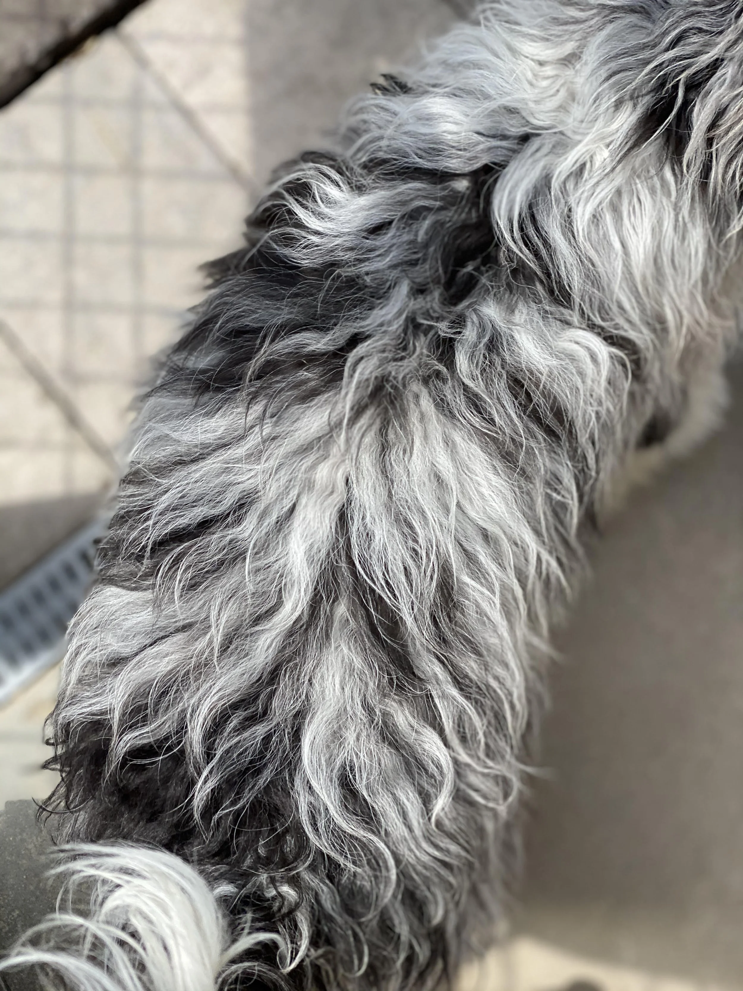 Silver merle.jpg