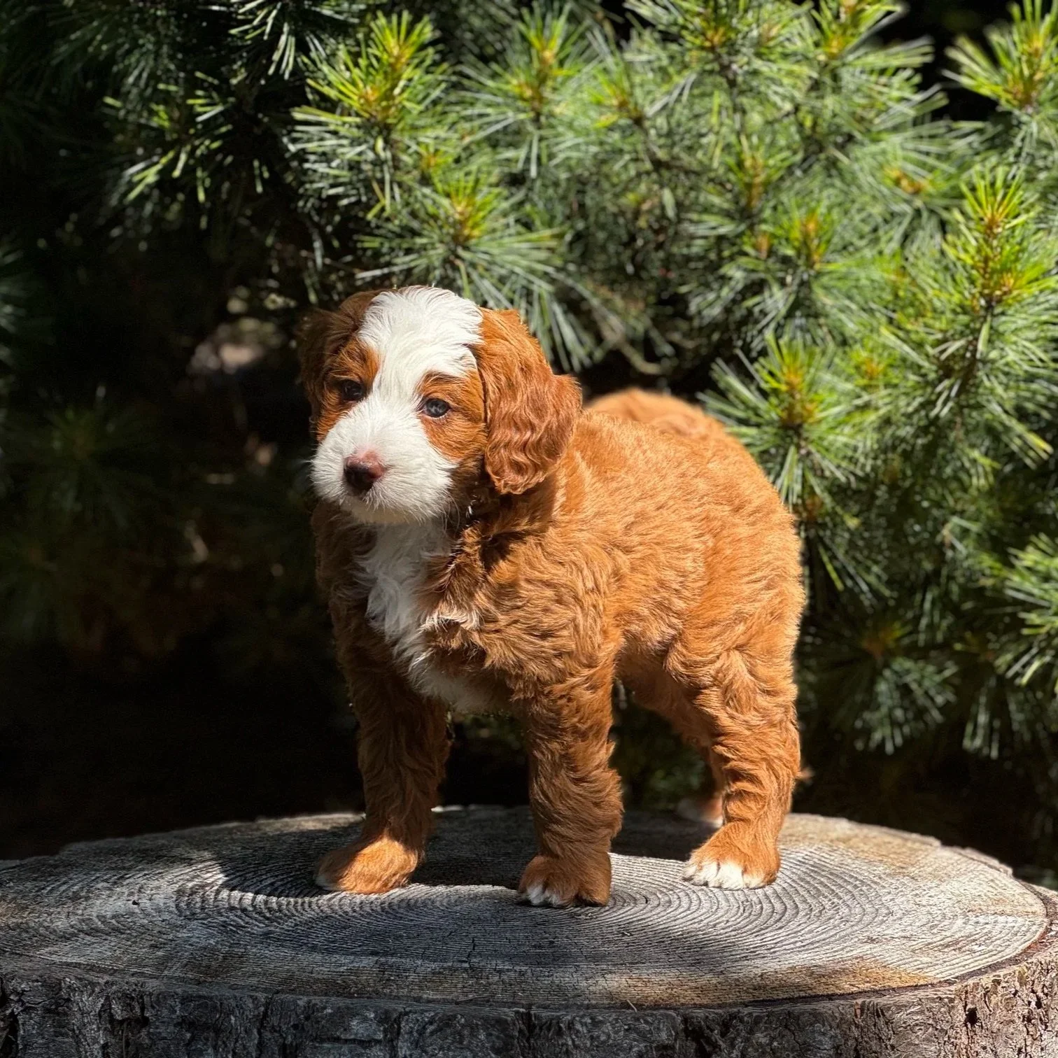 Blue Skye Doodles | Bernedoodles | Australian Mountain Doodles | Aussie Bernedoodles
