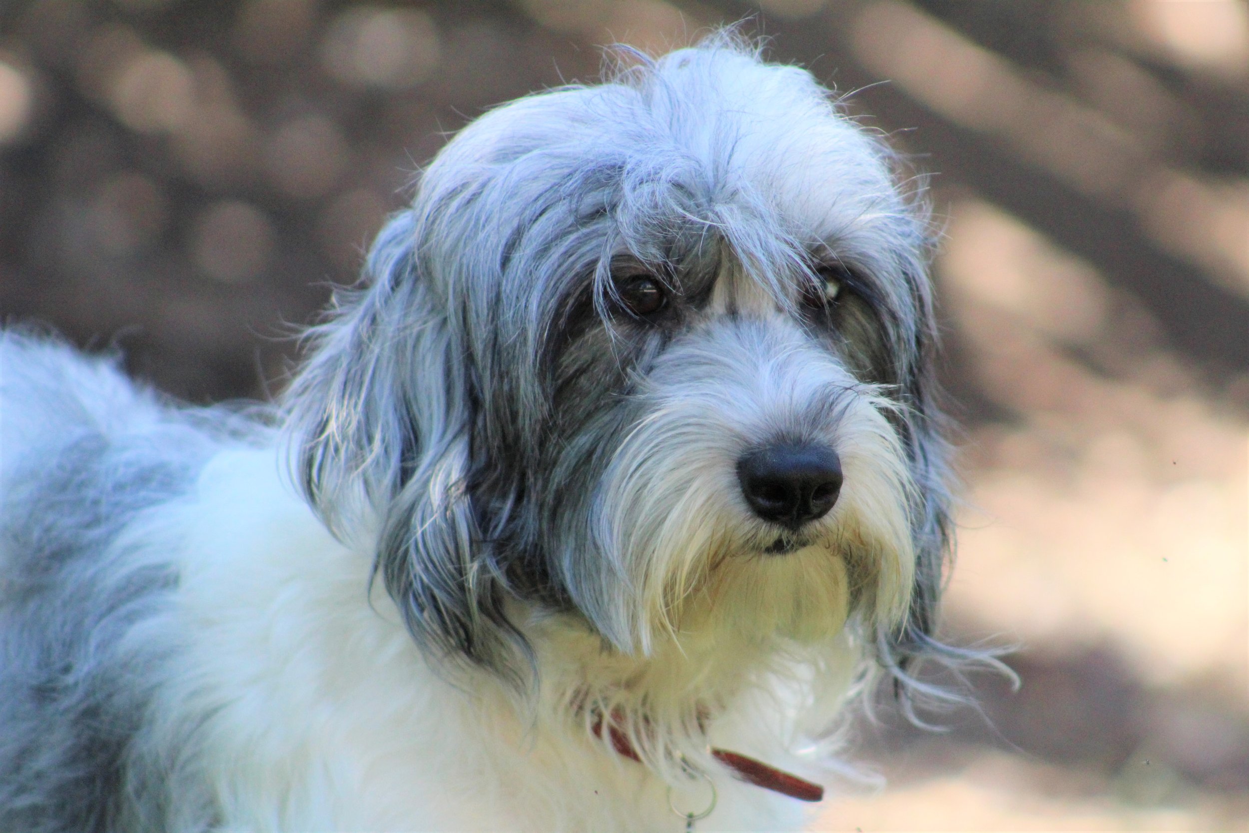 Blue Merle & White Parti Aussiedoodle