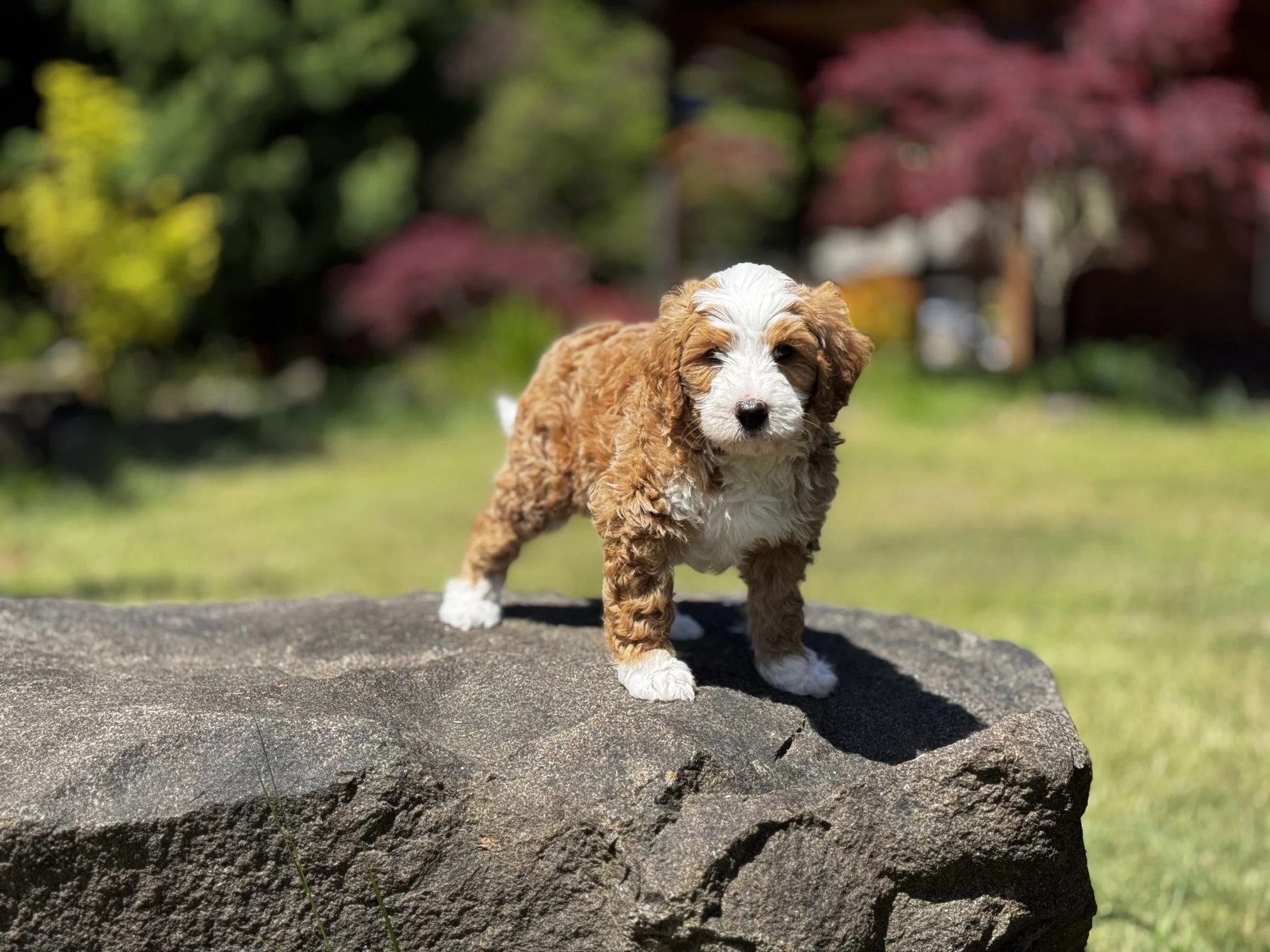 Red Tuxedo Aussie Mountain Doodle