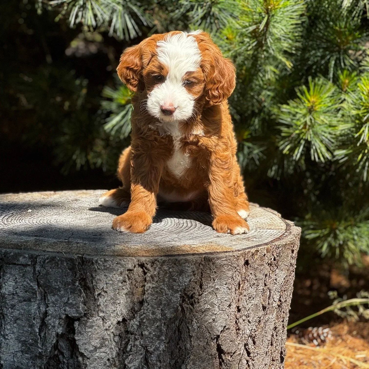 Blue Skye Doodles | Bernedoodles | Australian Mountain Doodles | Aussie Bernedoodles