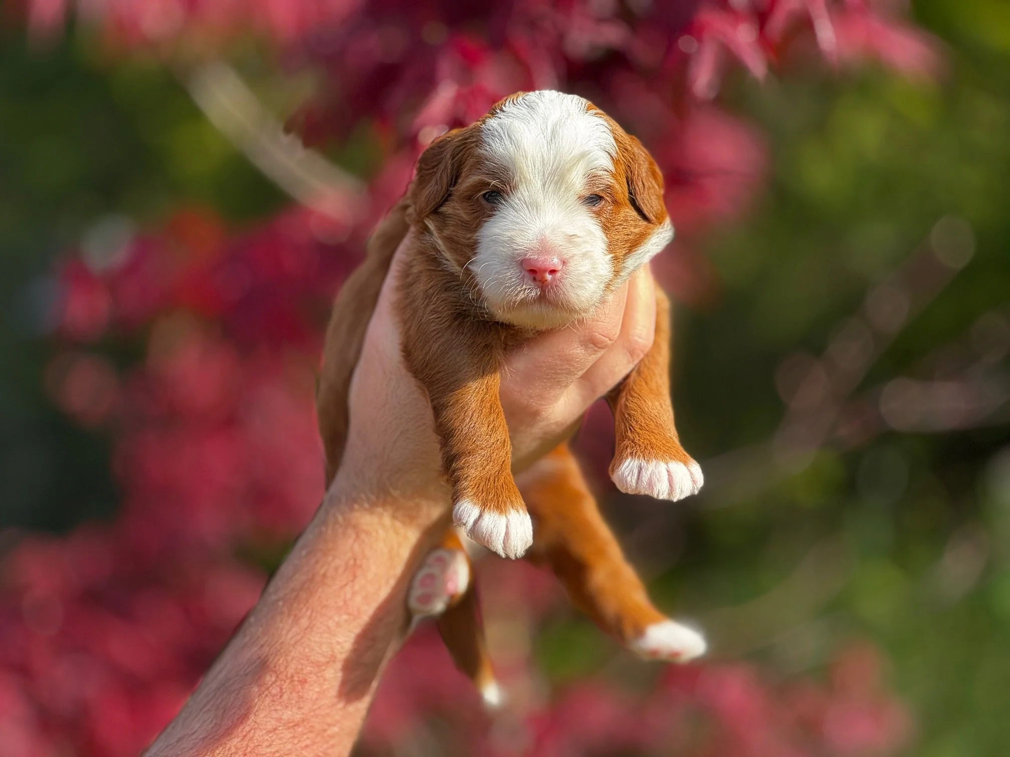 Red copper and white Australian Mountain Doodle