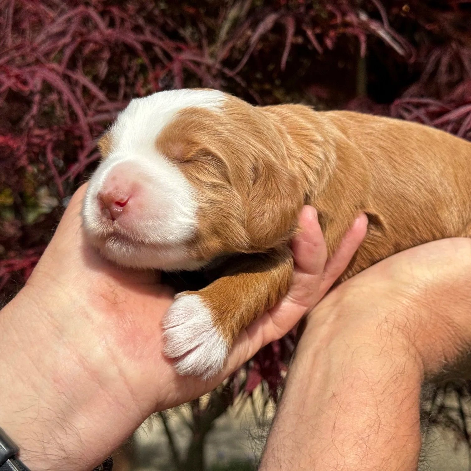 Available Bernedoodle Pup