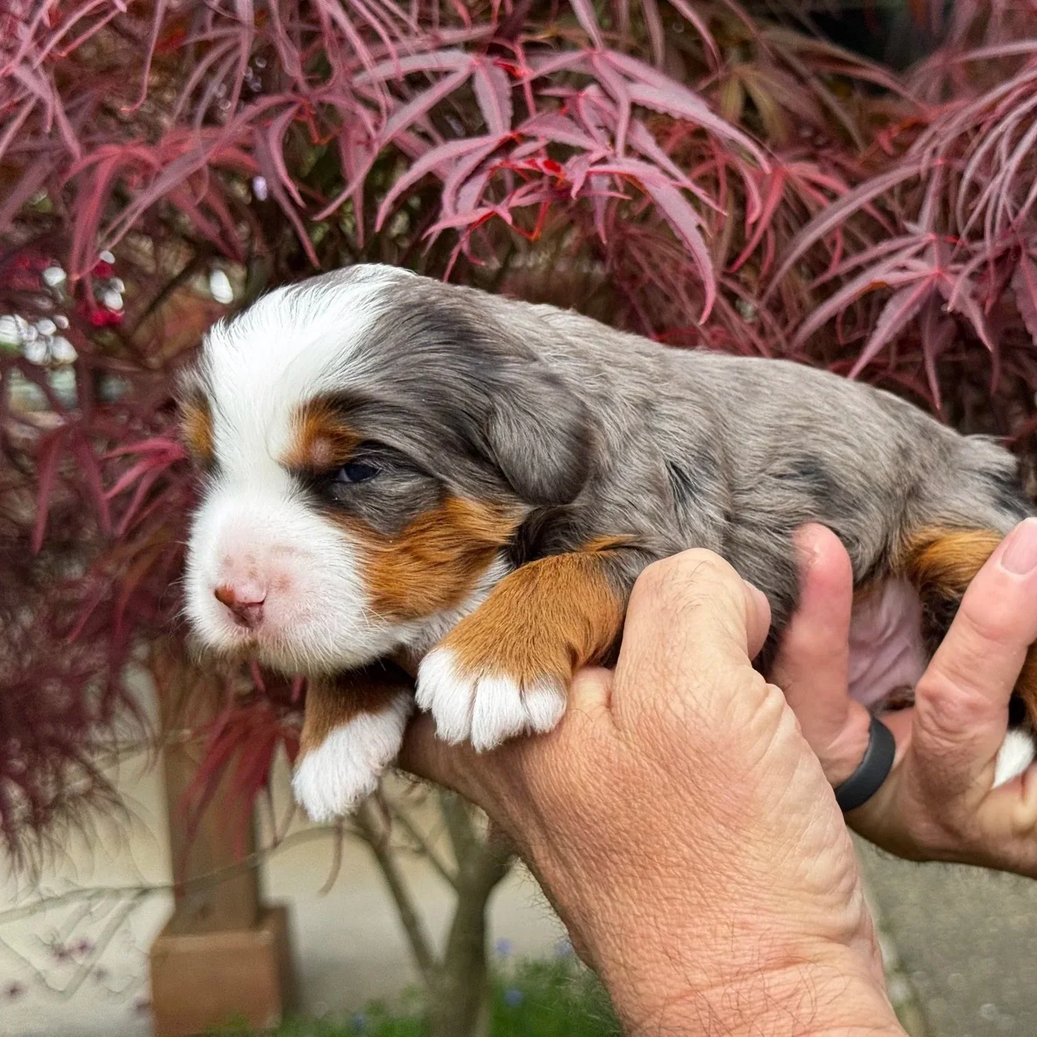 Blue Skye Doodles | Bernedoodles | Aussie Bernedoodles | Australian Mountain Doodles