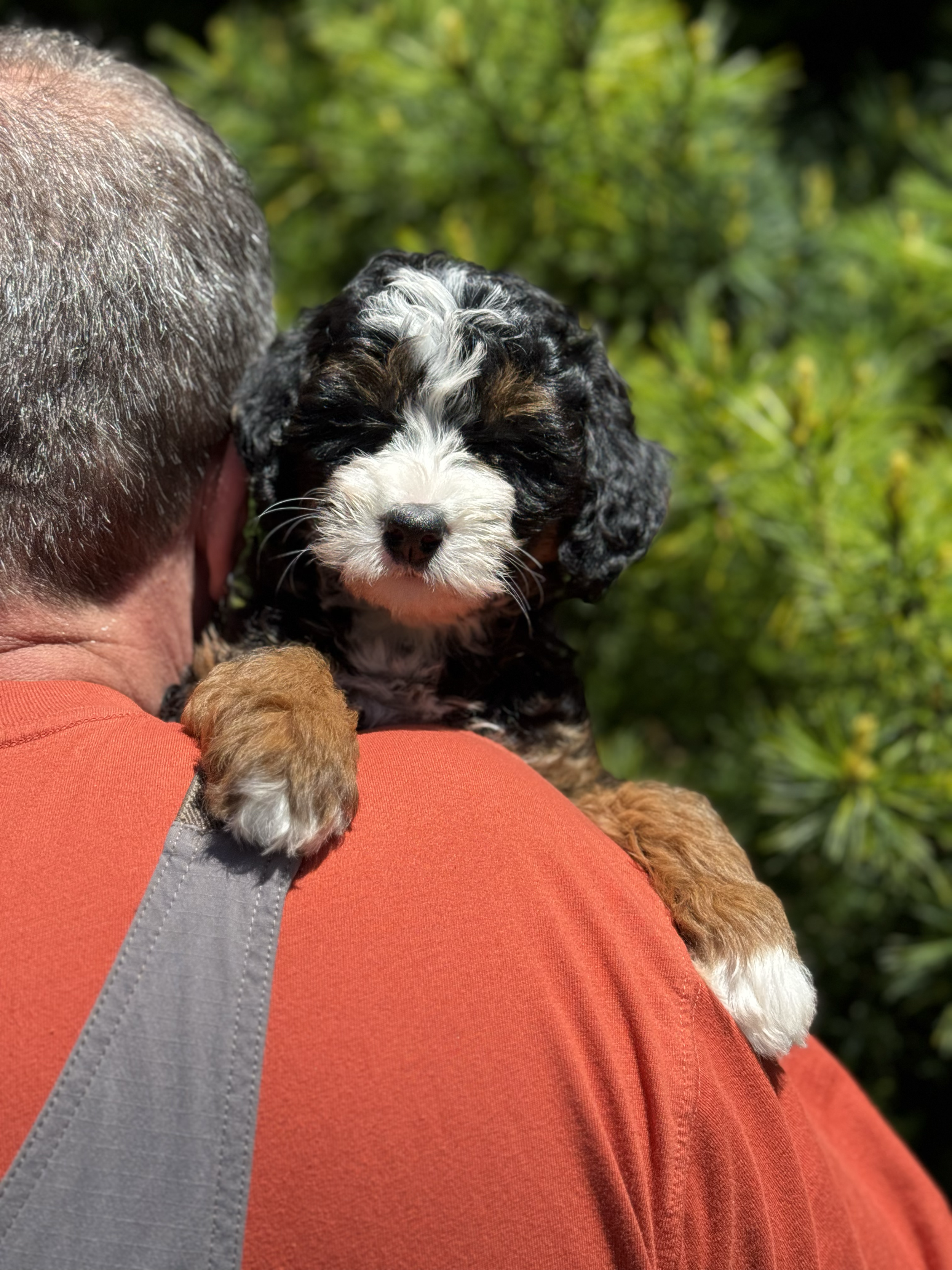 AVAILABLE - "Kite" | Female | Black Tri | Aussie Bernedoodle