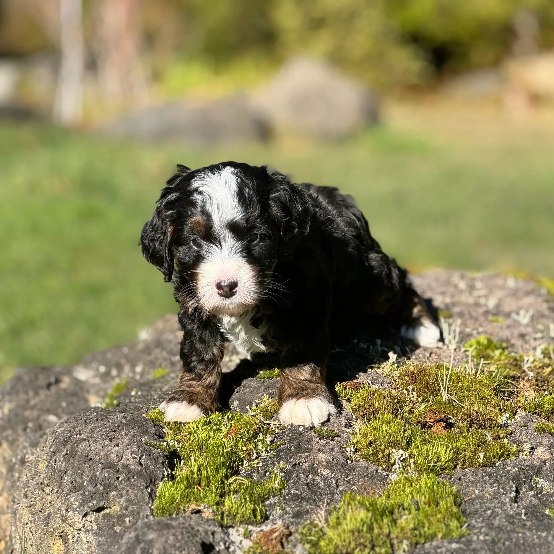 Black tri mini doodle on a rock