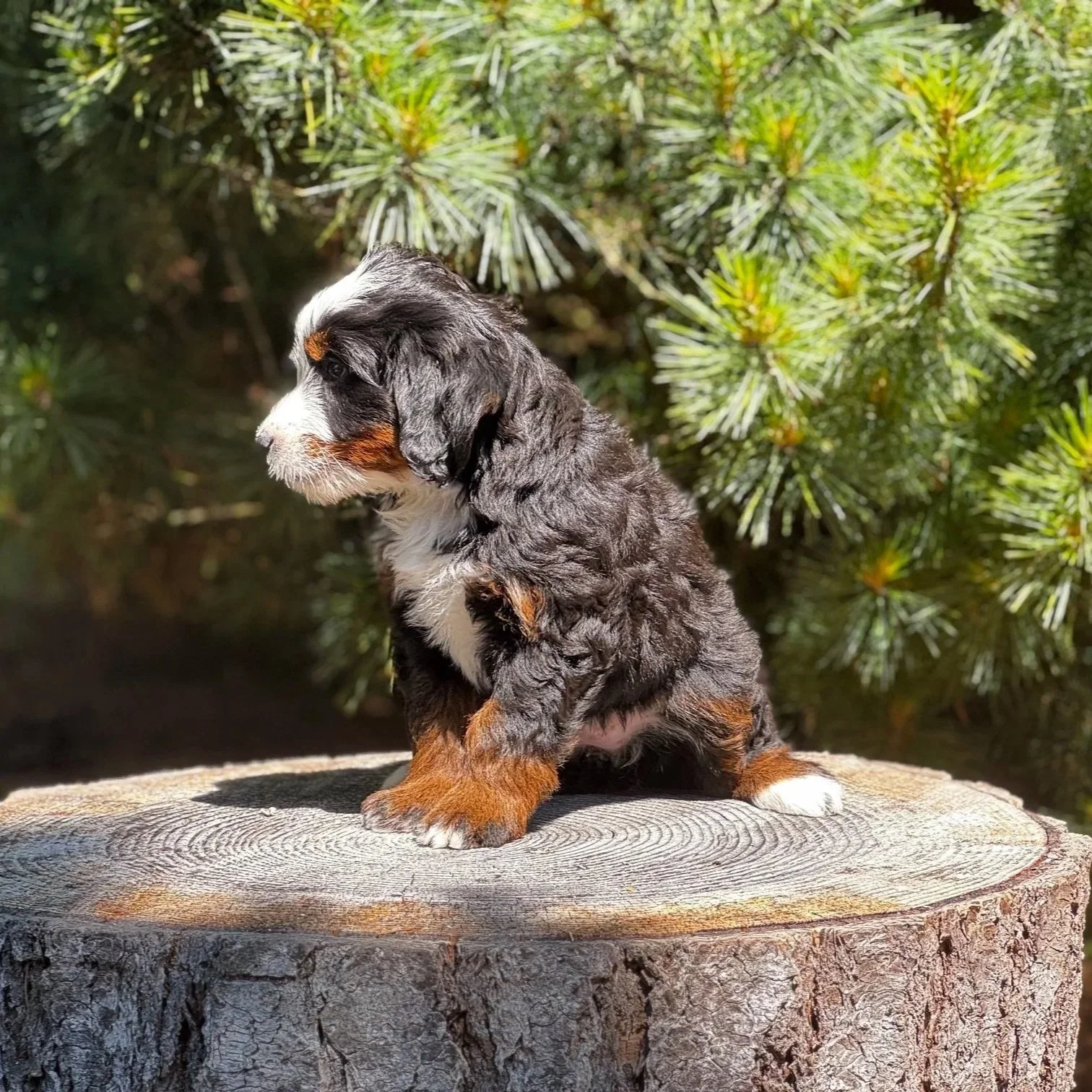 Blue Skye Doodles | Bernedoodles | Aussie Bernedoodles | Australian Mountain Doodles | Black Tri Bernedoodle