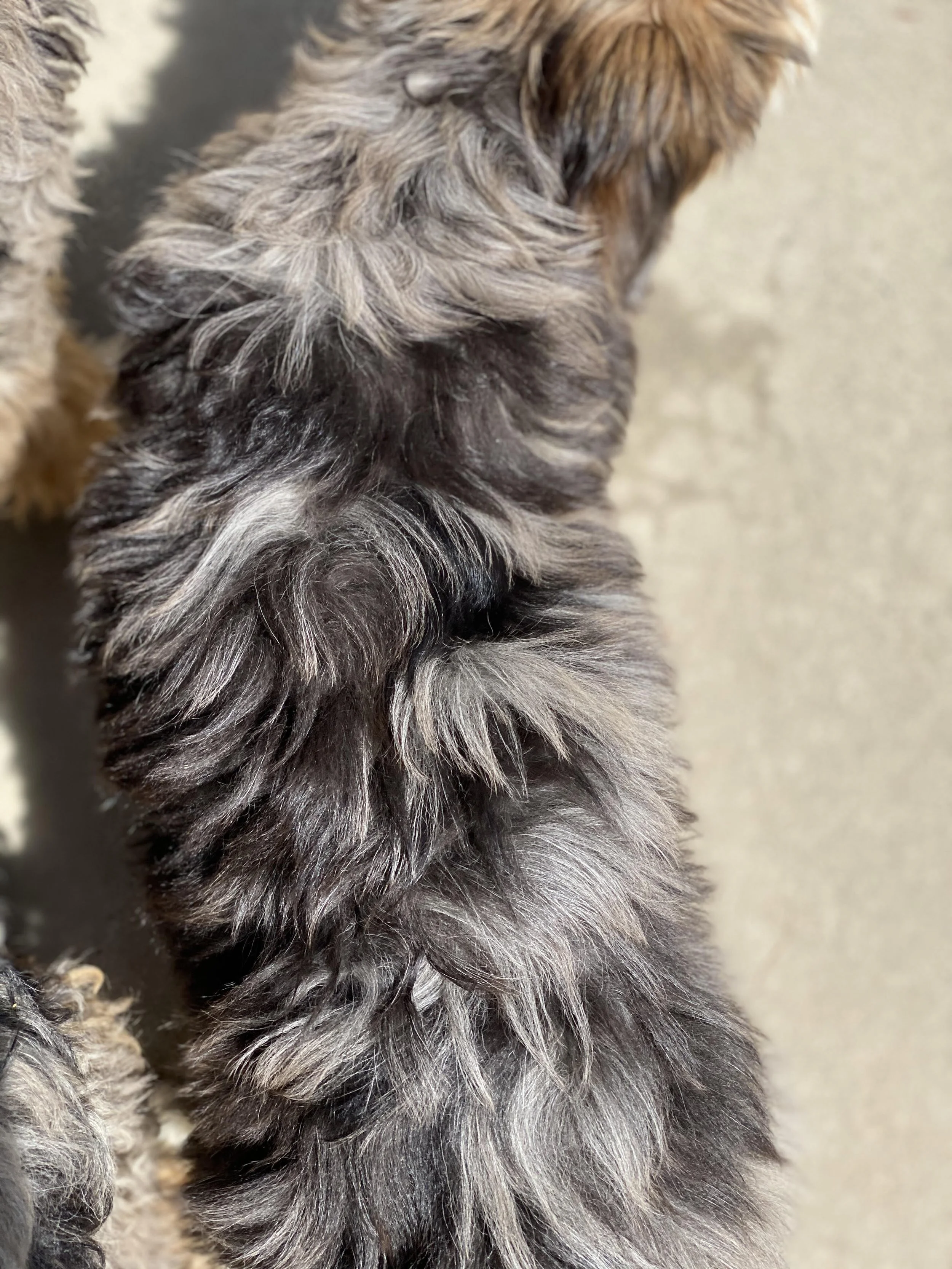 Smoky Merle.jpg