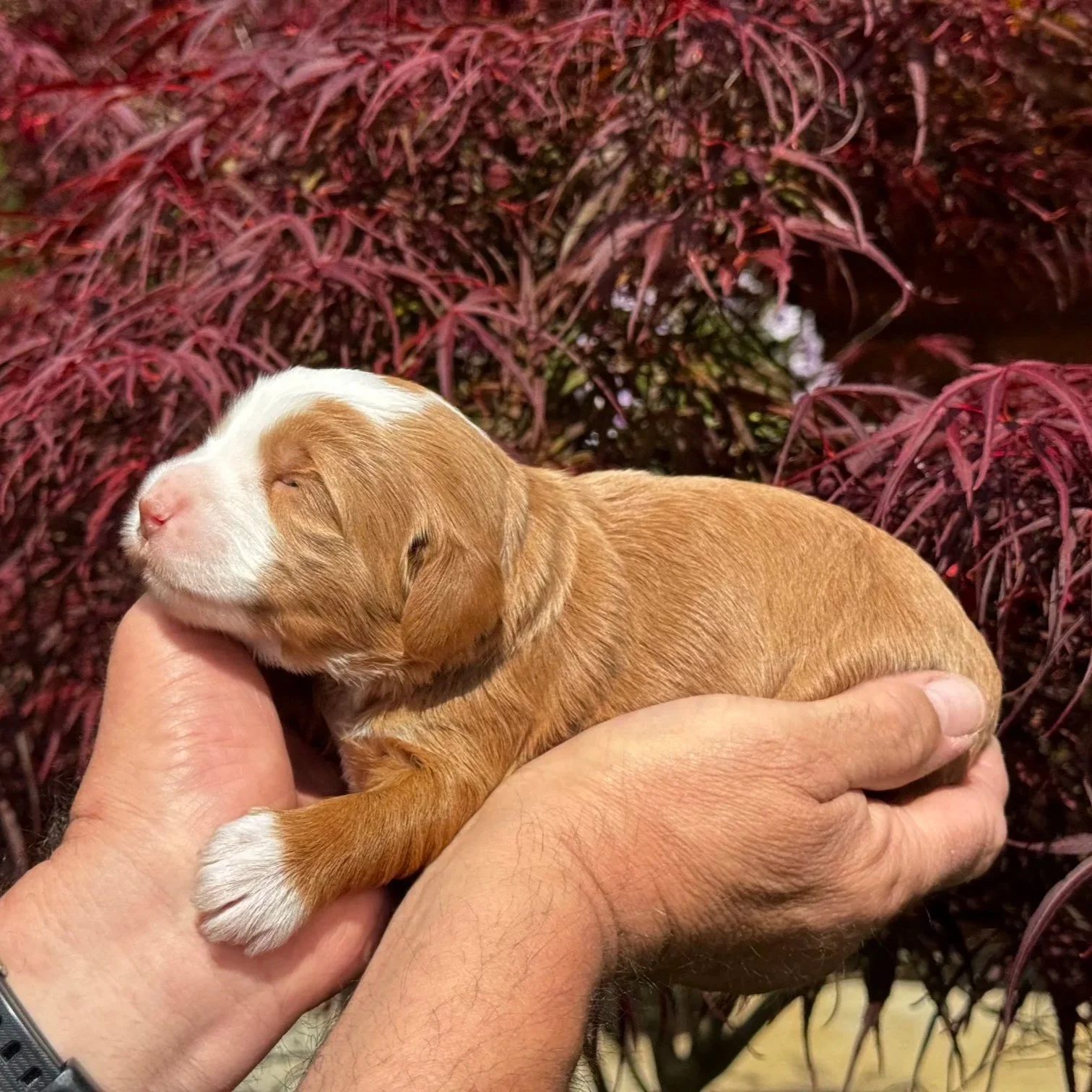Mini Copper & White Bernedoodle