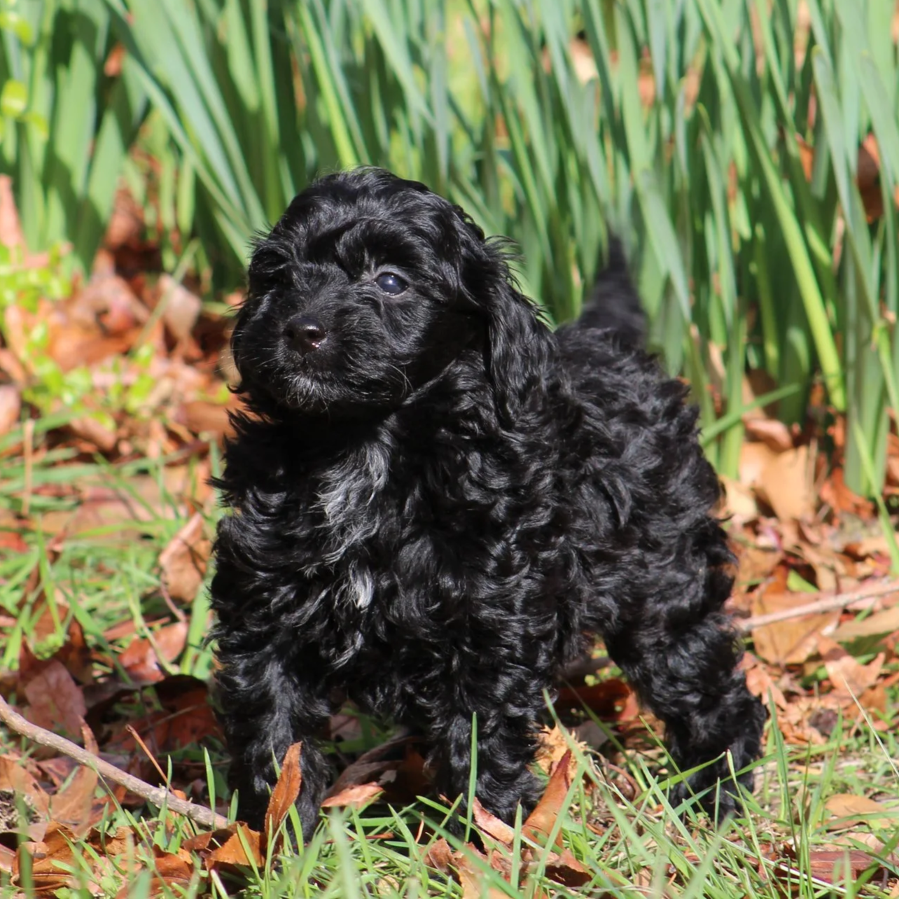 Black toy Aussiedoodle