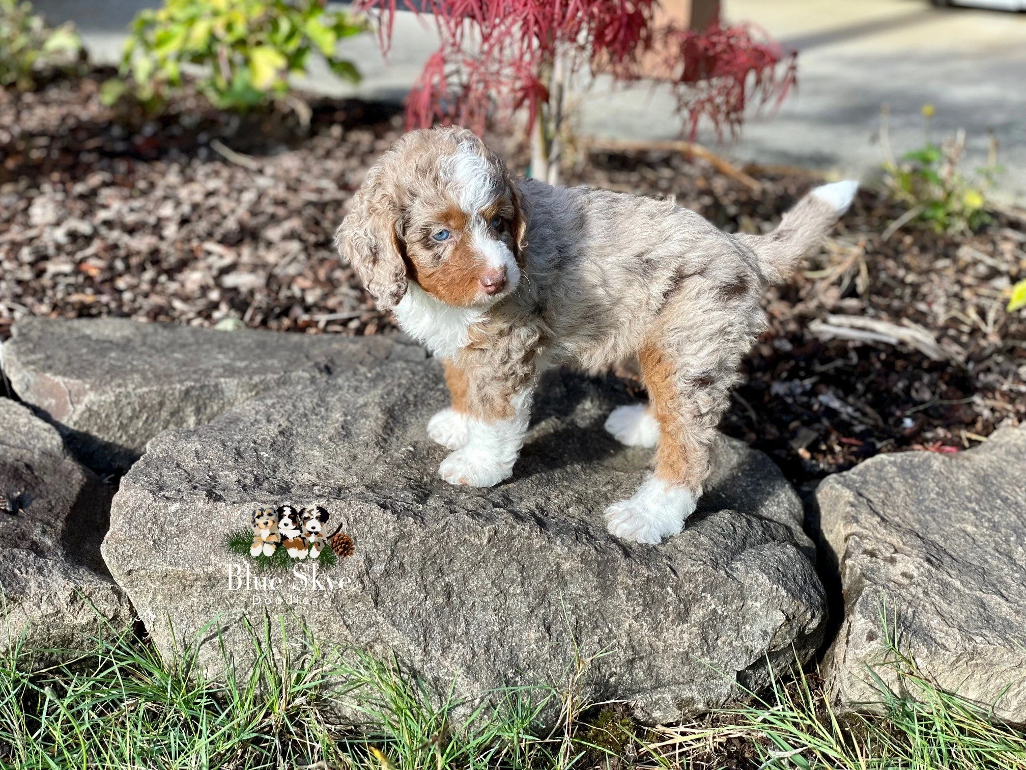 Chocolate merle tricolor Bernedoodle