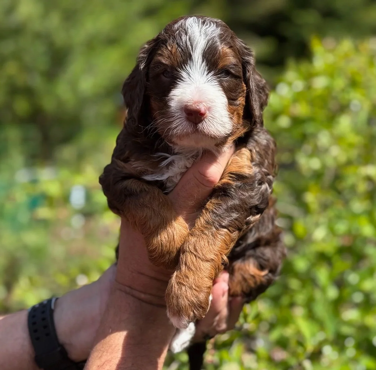 Blue Skye Doodles Chocolate Tricolor
