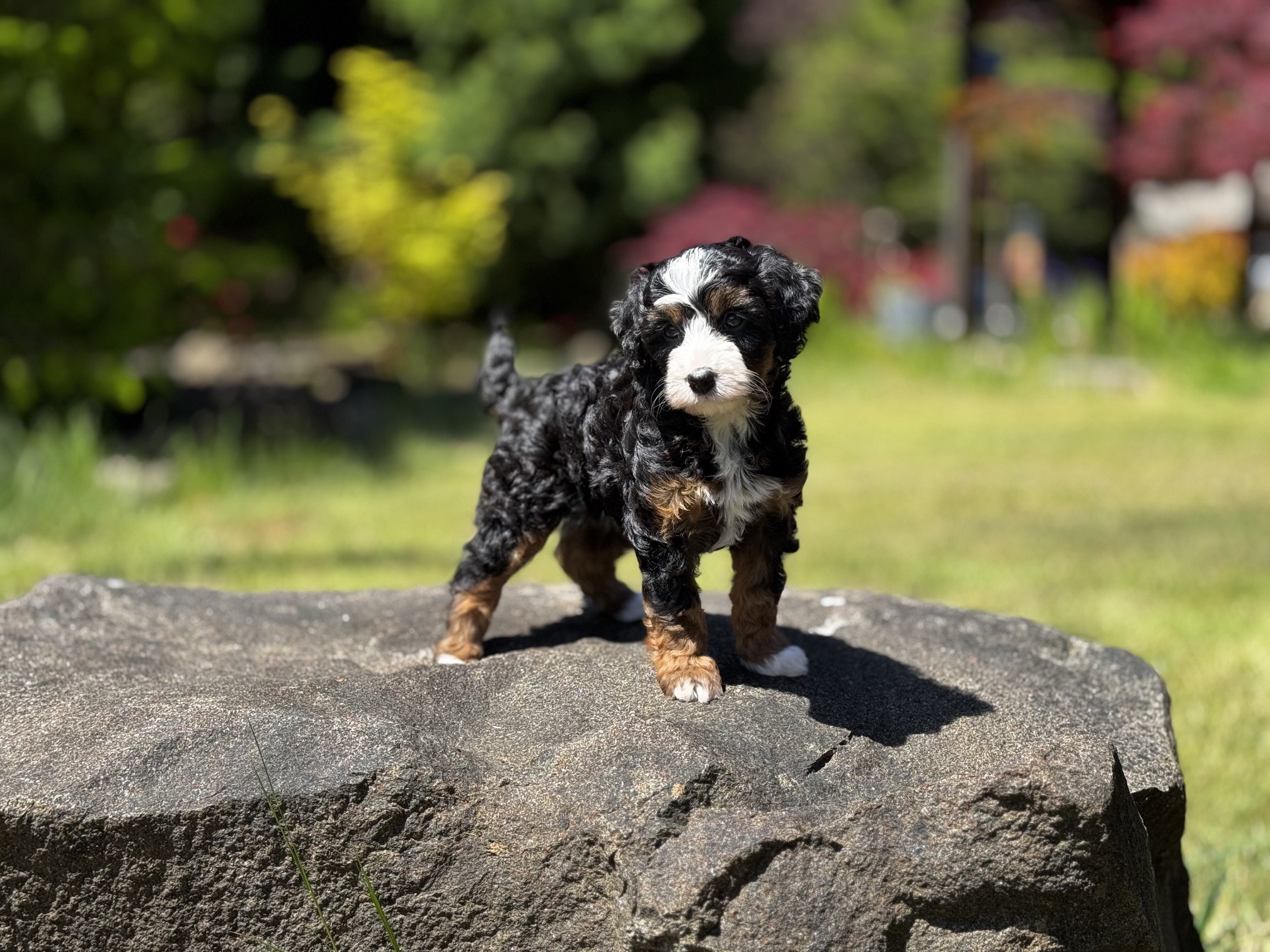tricolor Aussie Bernedoodle from Blue Skye Doodles