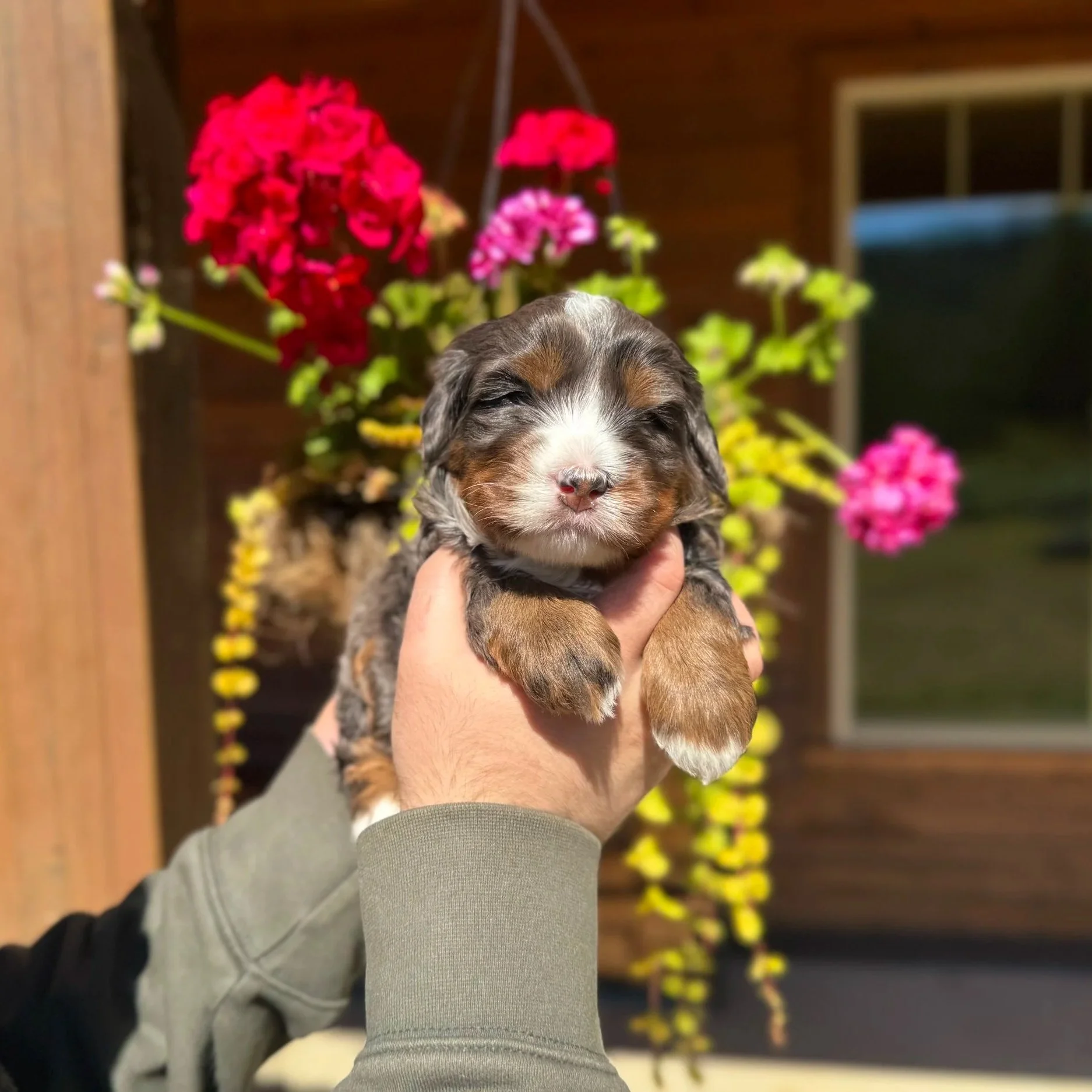 Blue Skye Doodles | Bernedoodles | Australian Mountain Doodles | Aussie Bernedoodles