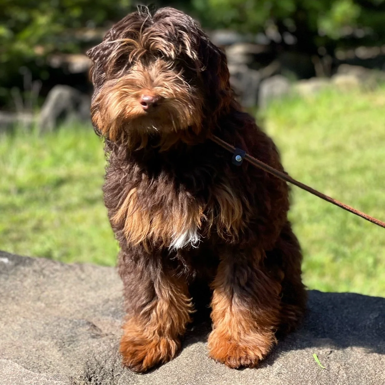 Blue Skye Doodles Chocolate Phantom Doodle