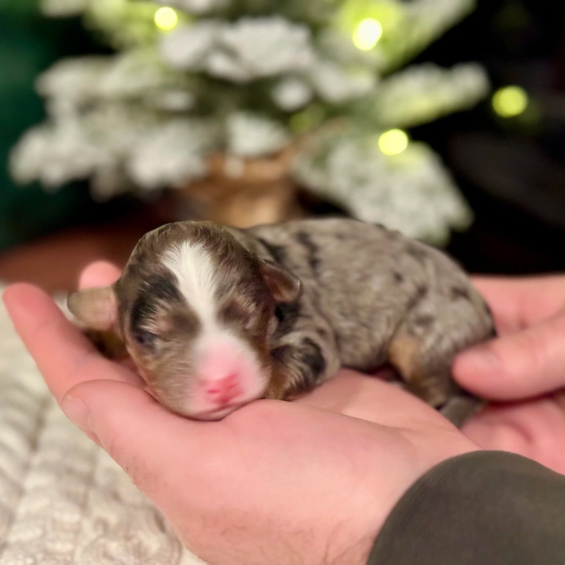 merle tricolor aussie bernedoodle puppy