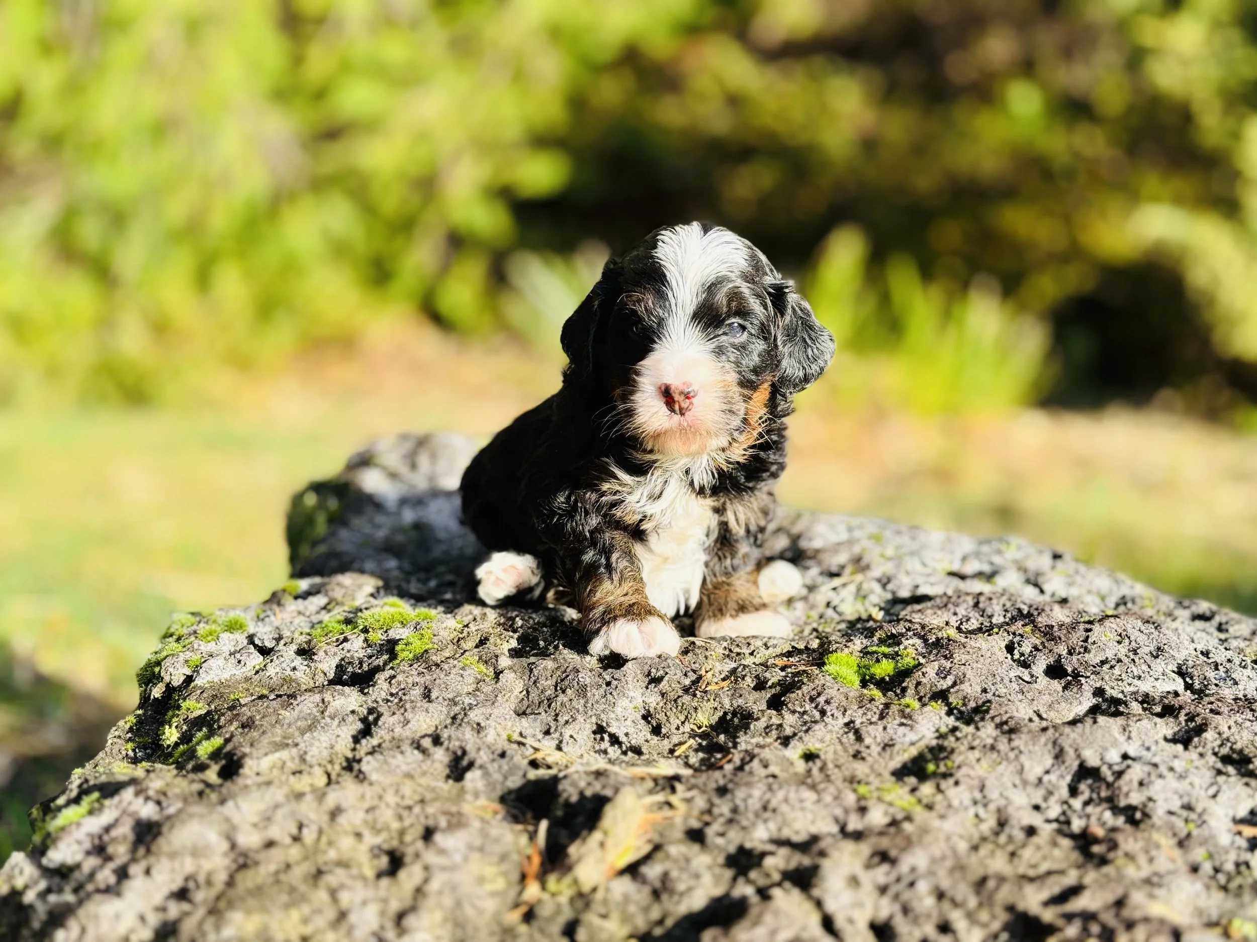 Black tri aussie mountain doodle