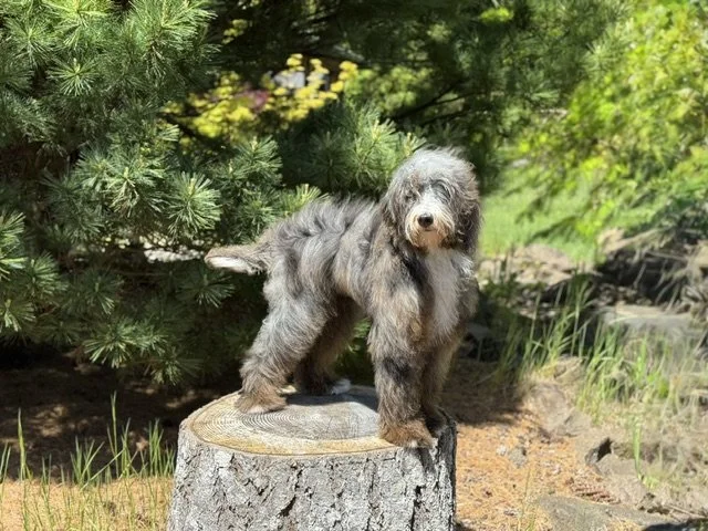 Dark merle bernedoodles puppy on a log