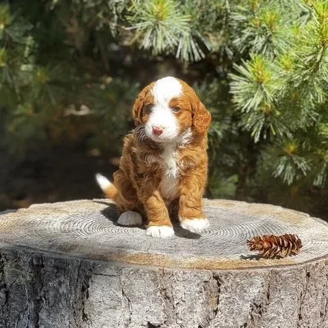 Blue Skye Doodles | Bernedoodles | Australian Mountain Doodles | Aussie Bernedoodles