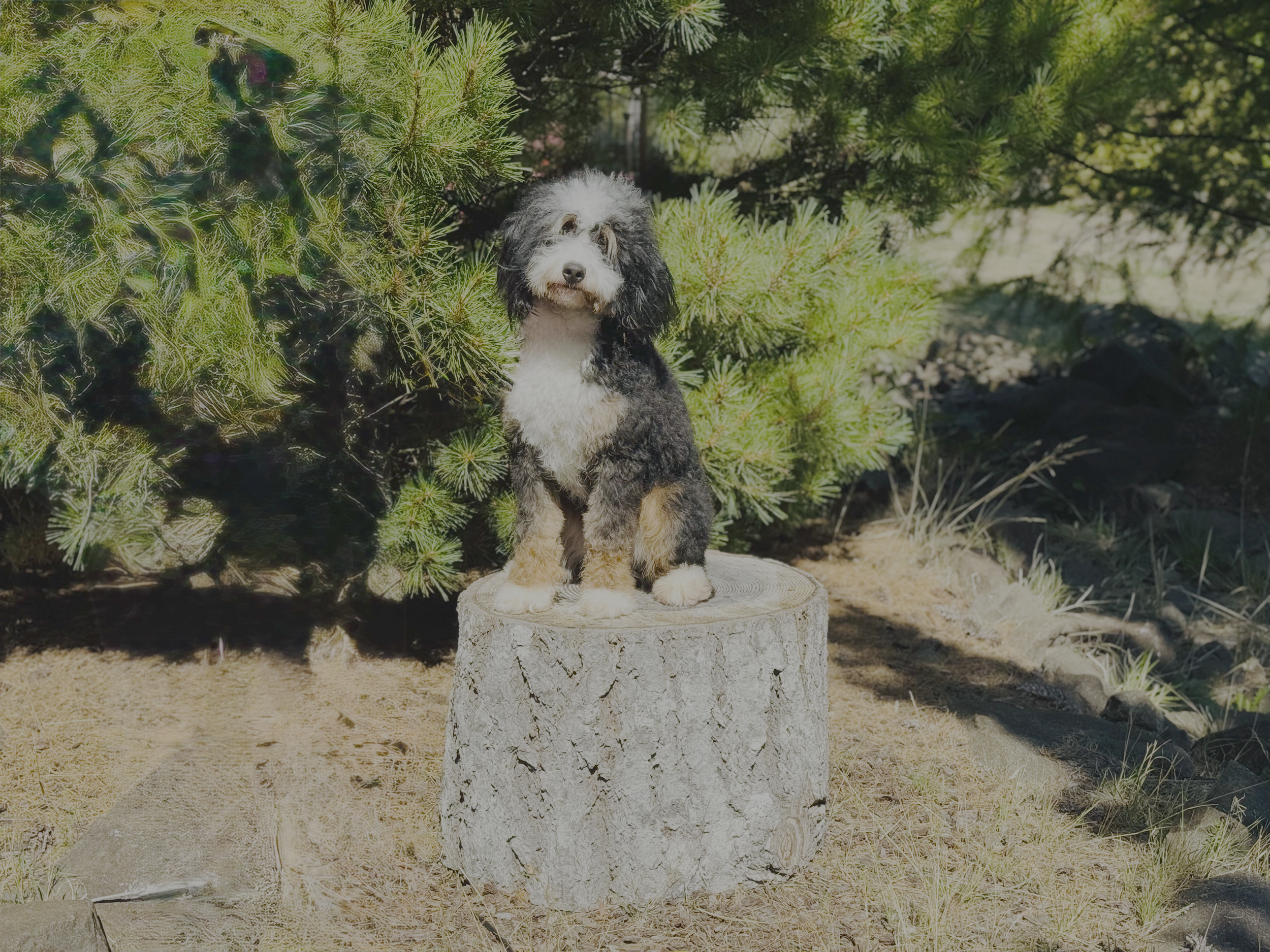 Black tricolor Australian Mountain Doodle
