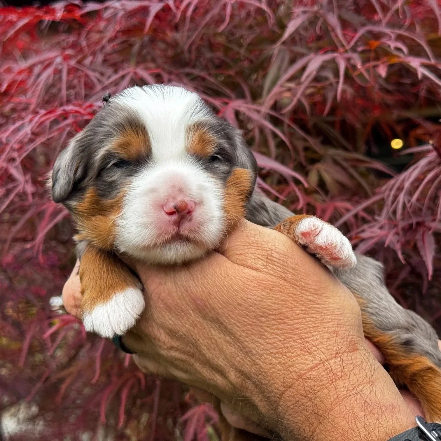 Blue Skye Doodles | Bernedoodles | Aussie Bernedoodles | Australian Mountain Doodles