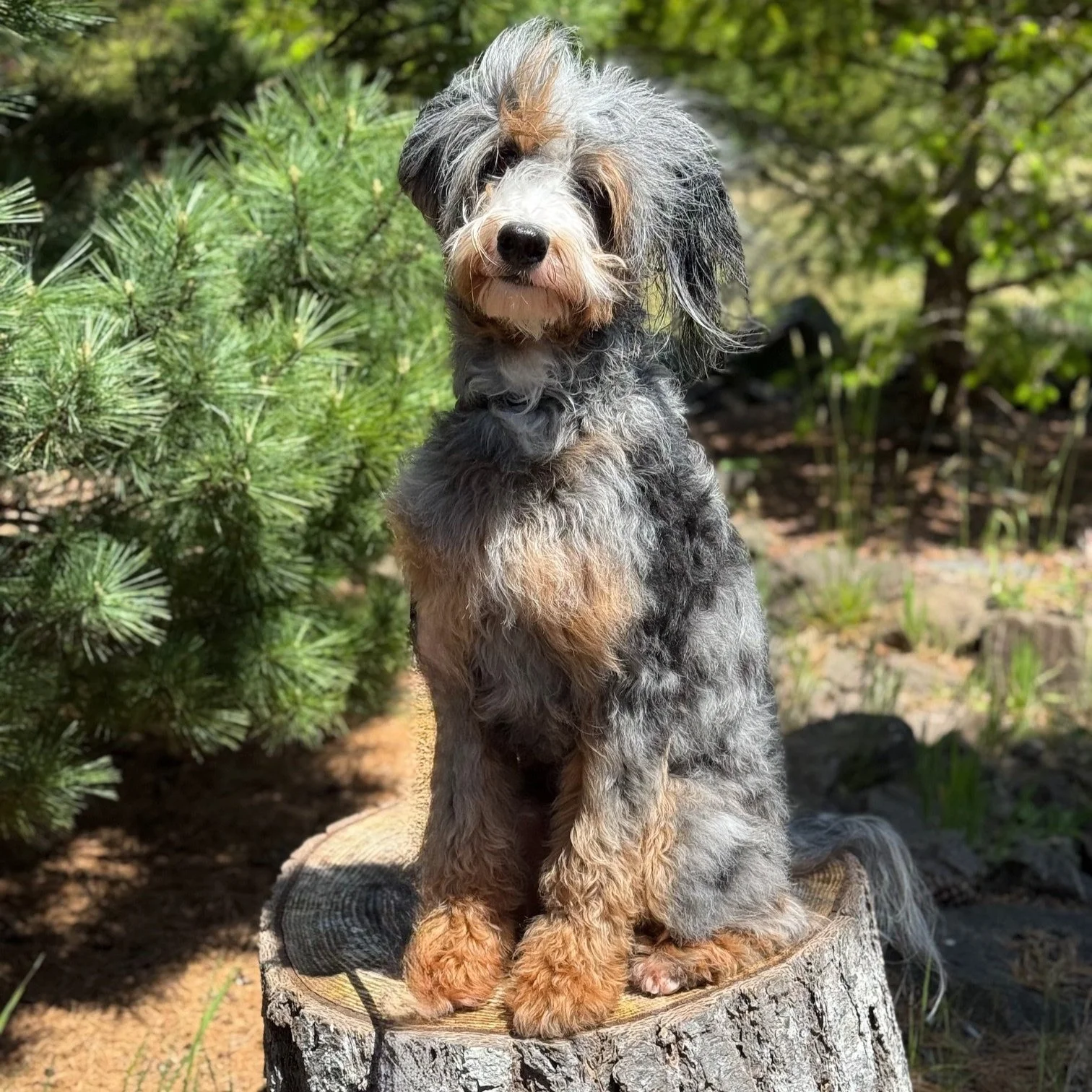 A cute, fluffy puppy with a mix of black, gray, white, and tan fur sitting on a tree stump outdoors in a natural setting with green bushes and trees in the background.