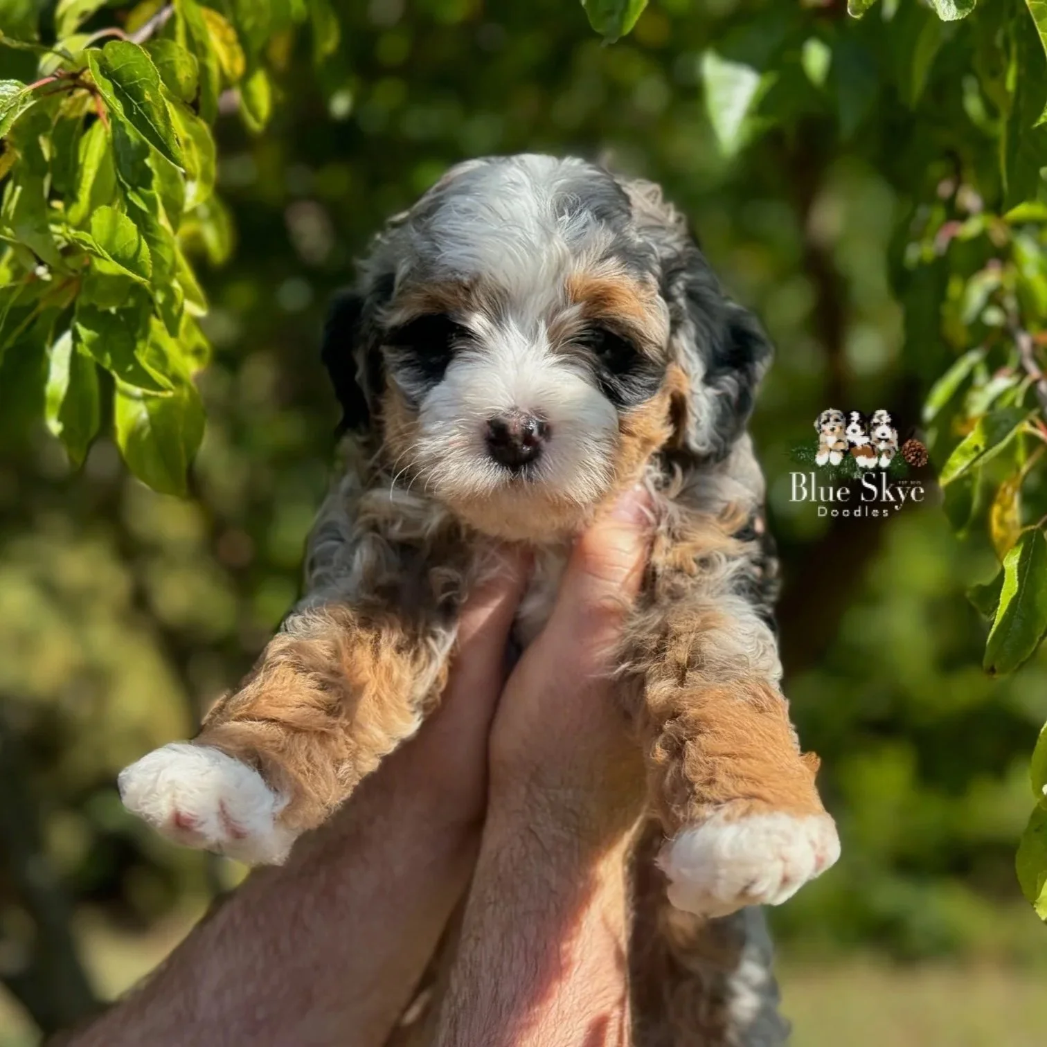 Bernedoodle micro mini merle